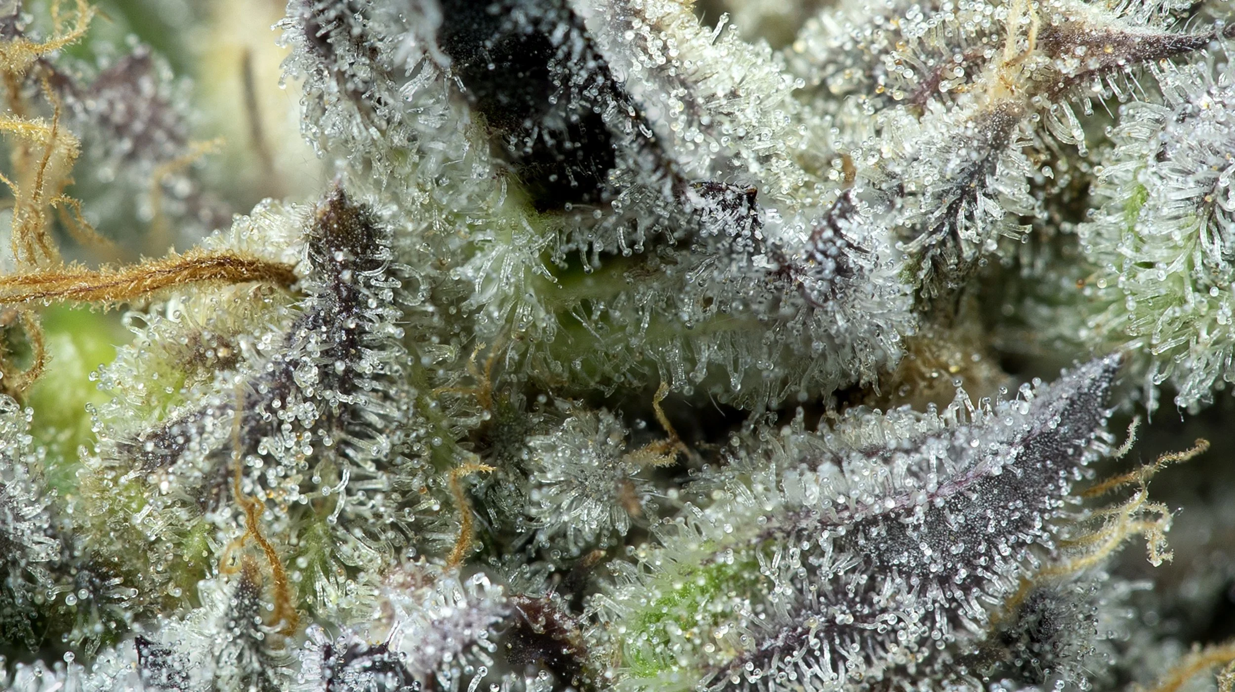 MACRO.jpg