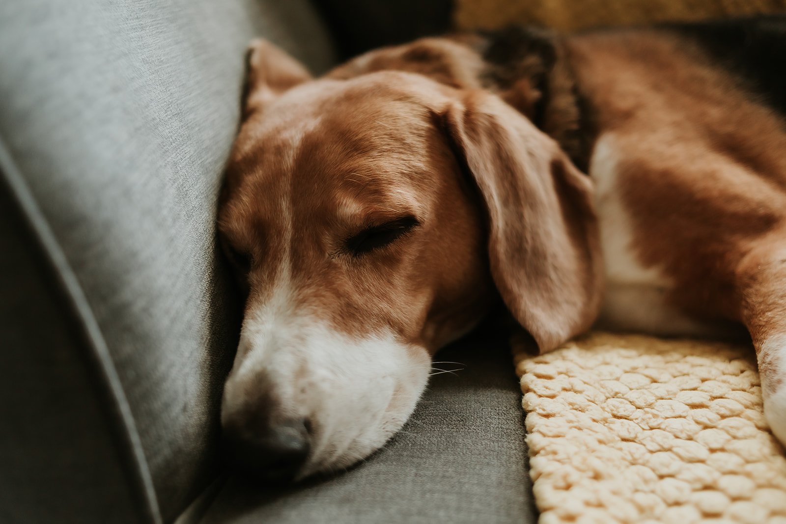 A close-up of a sleeping dog with a brown and white coat, lying on a couch next to a beige textured blanket.