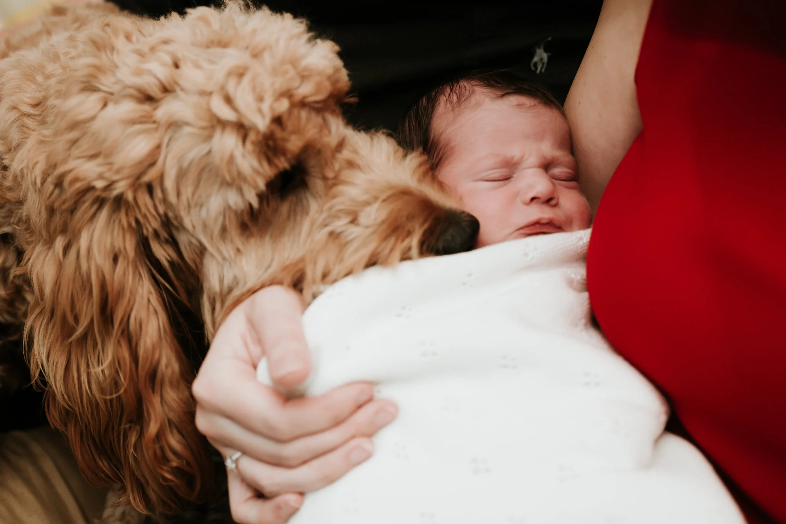 A newborn baby being cradled and kissed by a person wearing a red sleeve, with a dog laying nearby, comforting the baby.