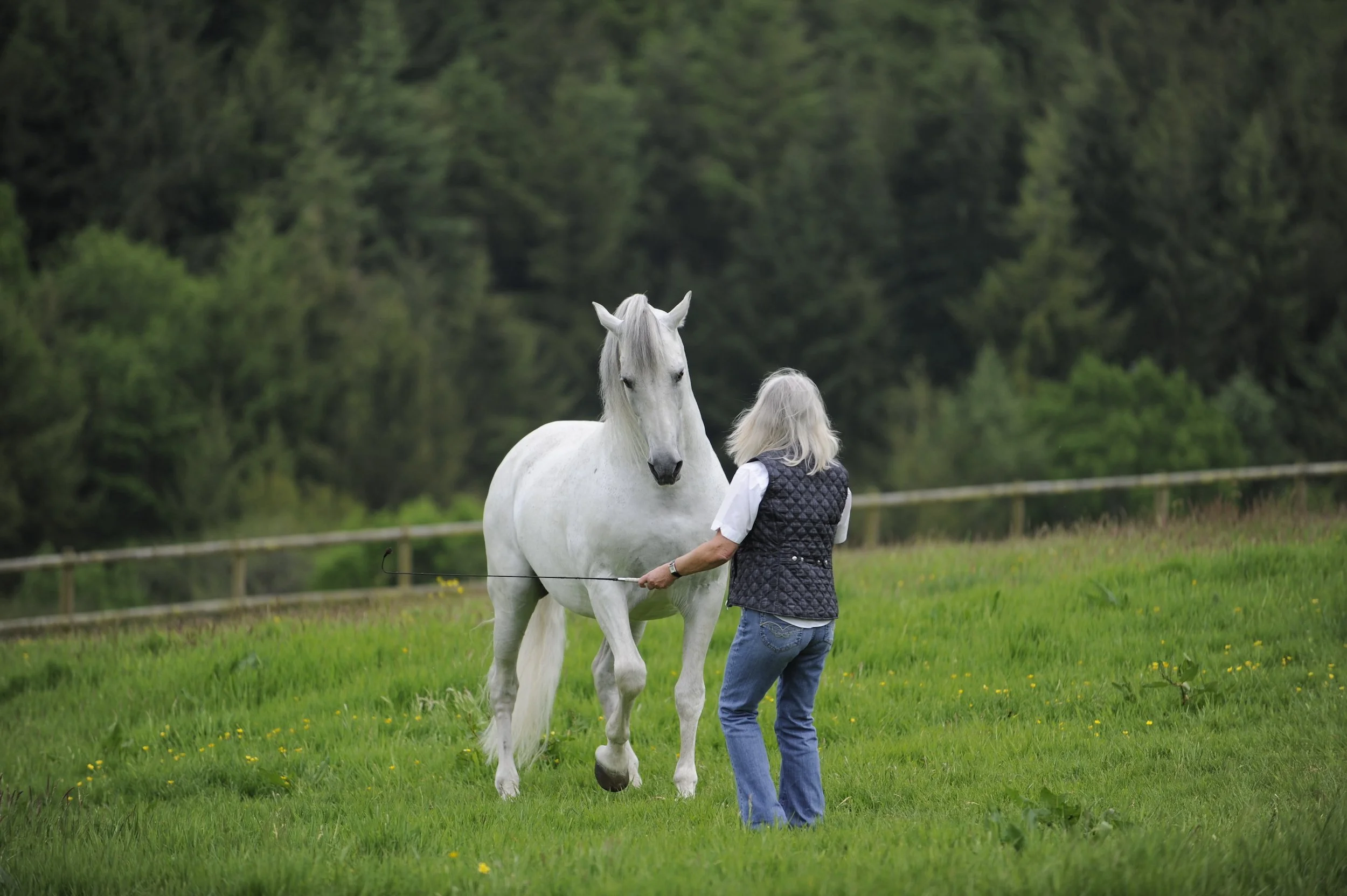 Hi, I'm Jenny Rolfe and I have always loved the company of horses ...