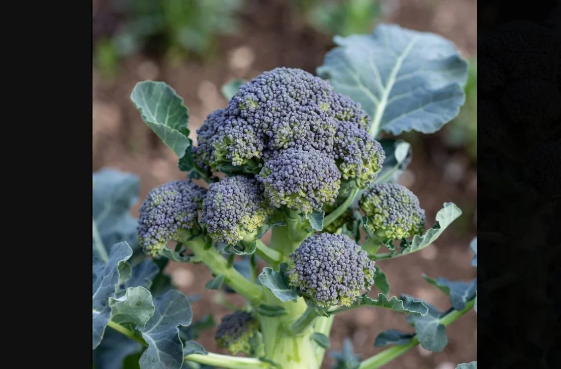 Well Being: Broccoli, A True Superfood