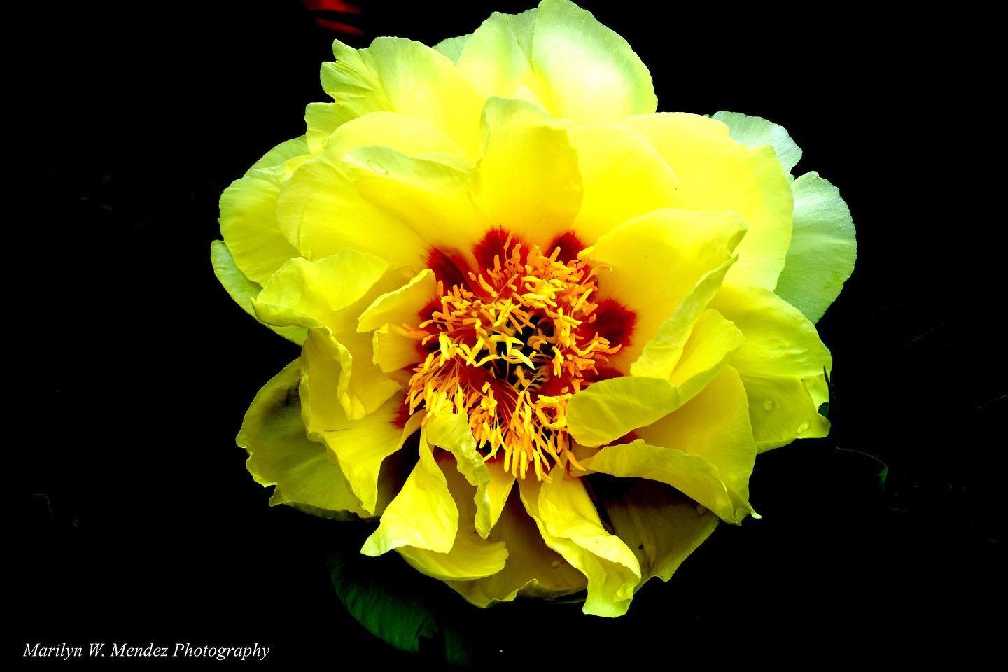 #pittsburghphotographer #flowers #flower #flowerphotography #photography #nature #naturephotography