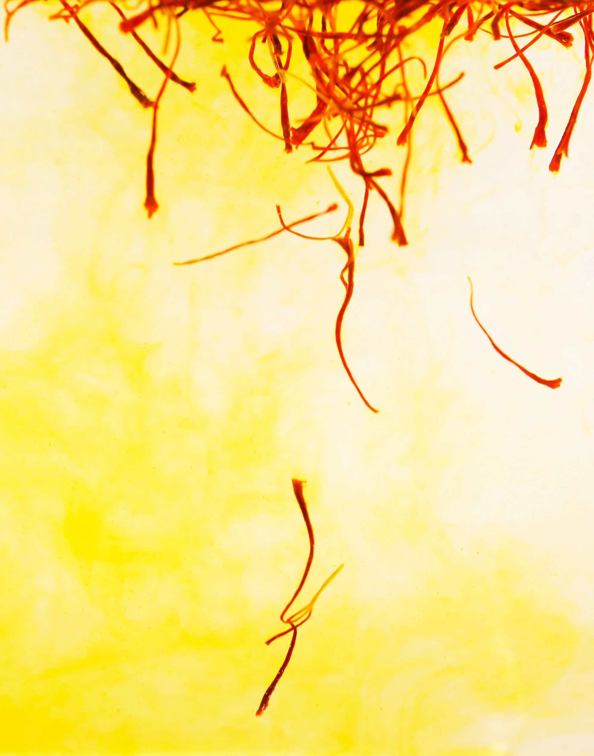 3.Safron-in-water.jpg