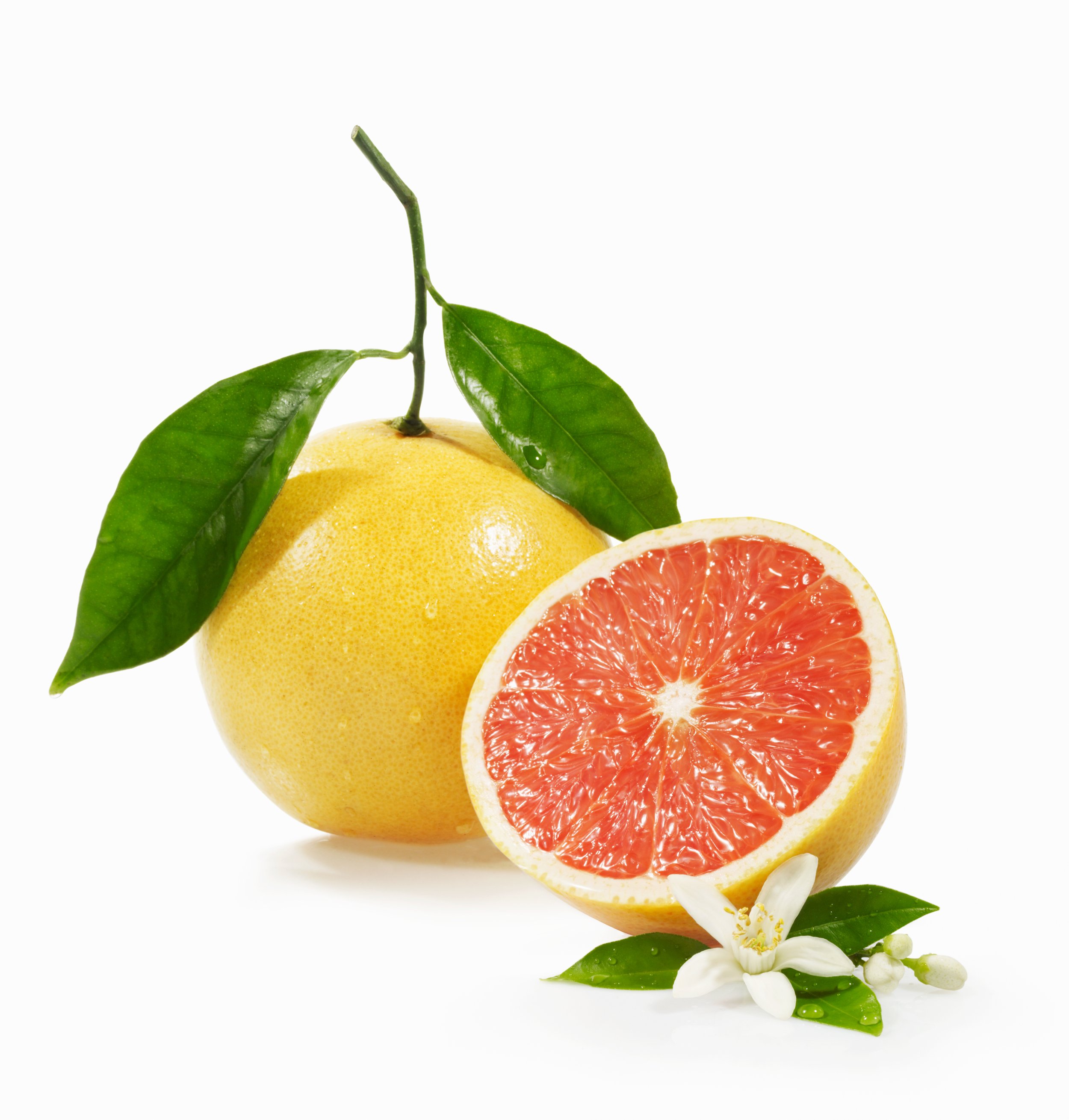 6.Citrus 009.jpg