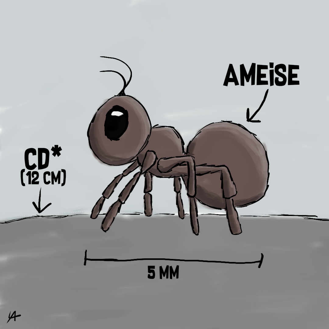 Größenvergleich_Ameise.png