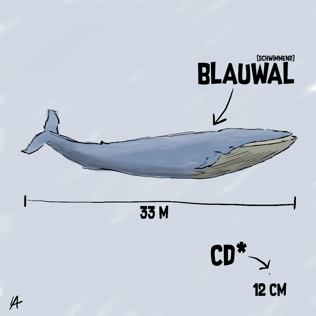 Größenvergleich_Blauwal.png