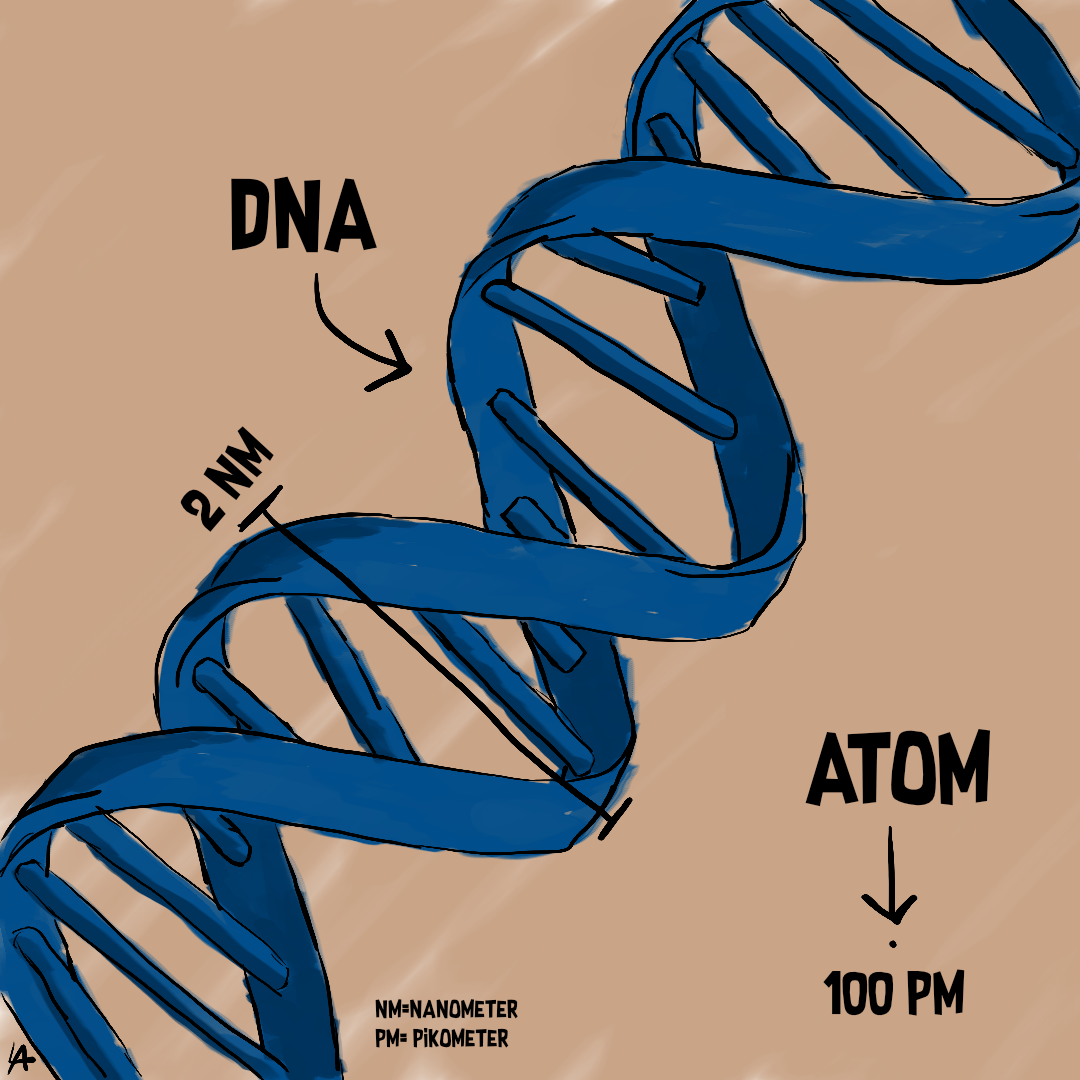 Größenvergleich_DNA.png