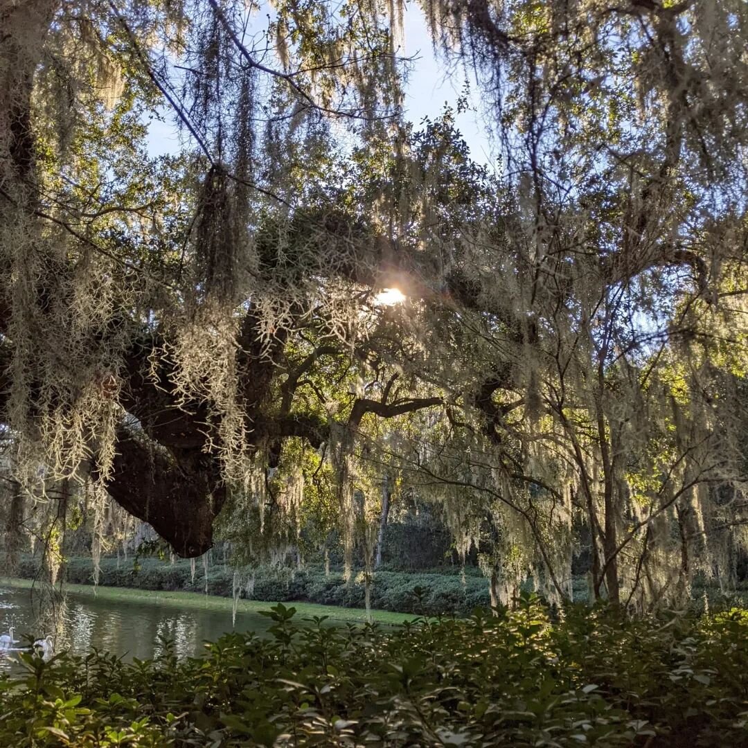 Charleston &amp; Savannah 🇺🇲
Southern charm