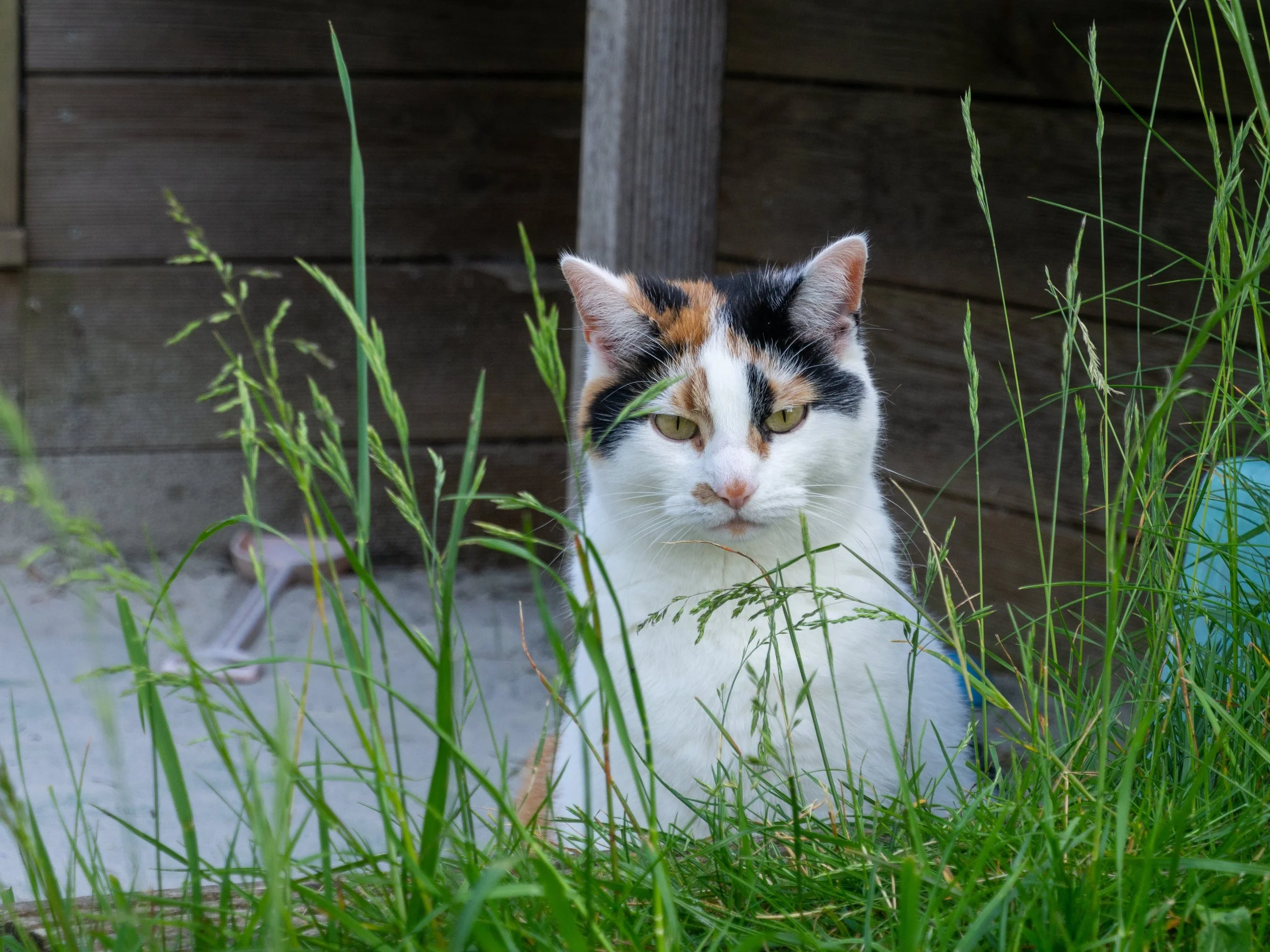Meine Katze Pixel