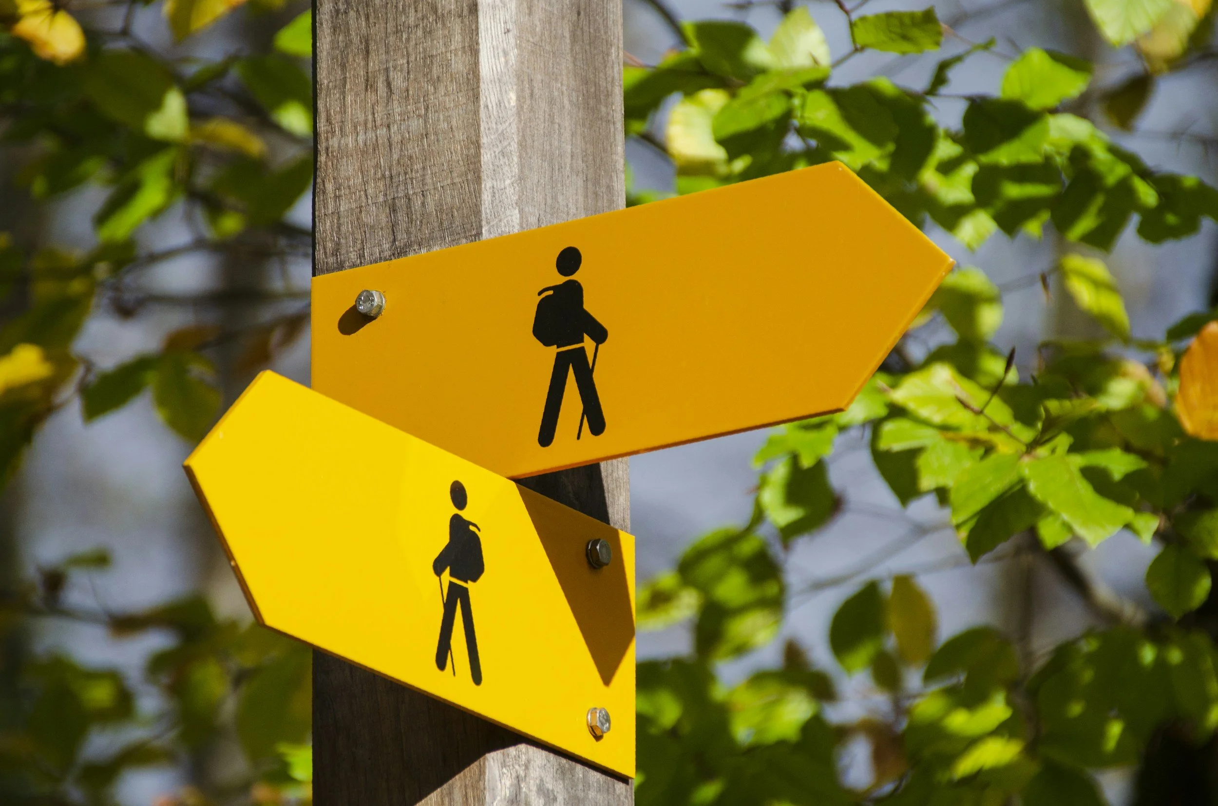 Yellow hiking arrows are mounted on a wooden pole, where are the hikers going?