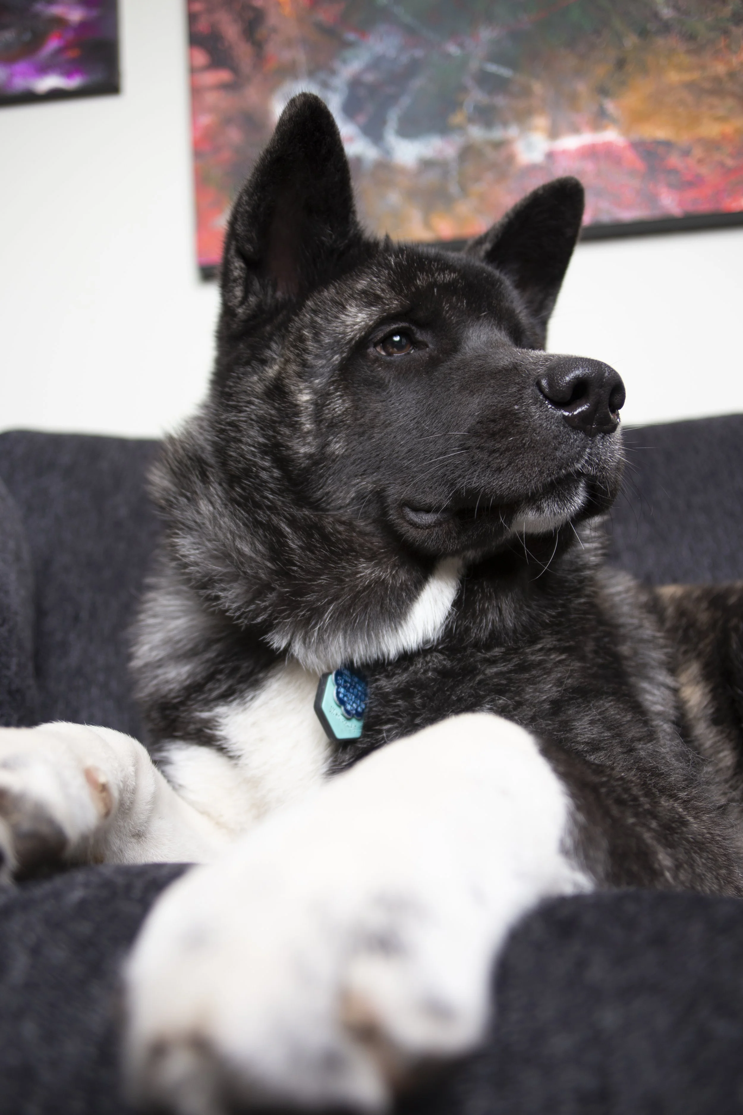 A black and white dog lying on a dark sofa with an abstract colorful painting in the background.