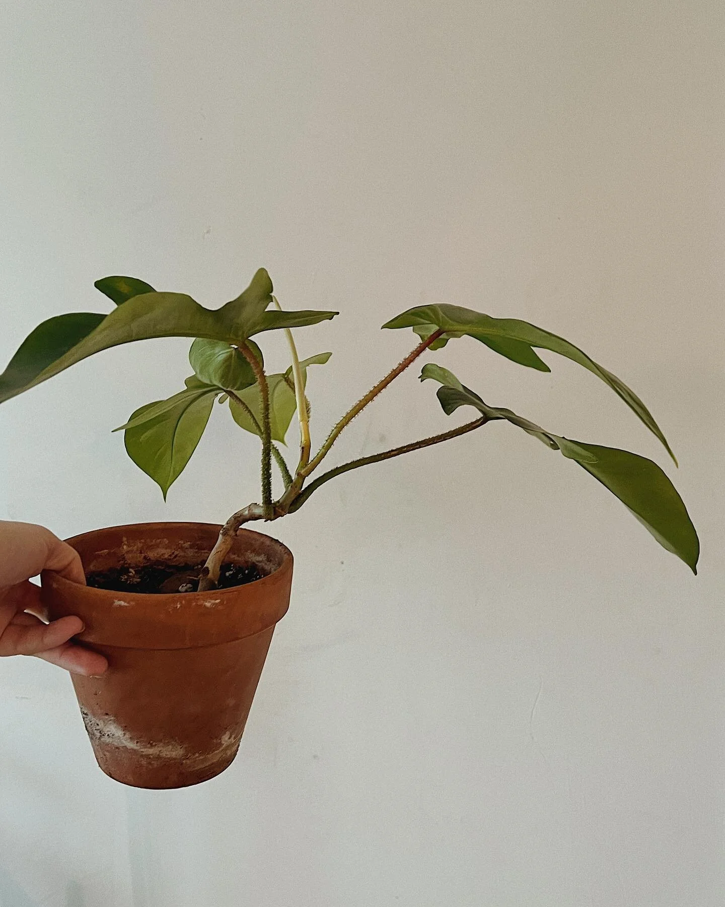 repotted our squamiferum today! 🪴🪴🪴 she&rsquo;s one of my new favorite plants &mdash; as  @caleb.m.nelson would say &ldquo;we love a fuzzy petiole&rdquo; 
🌱🌱🌱