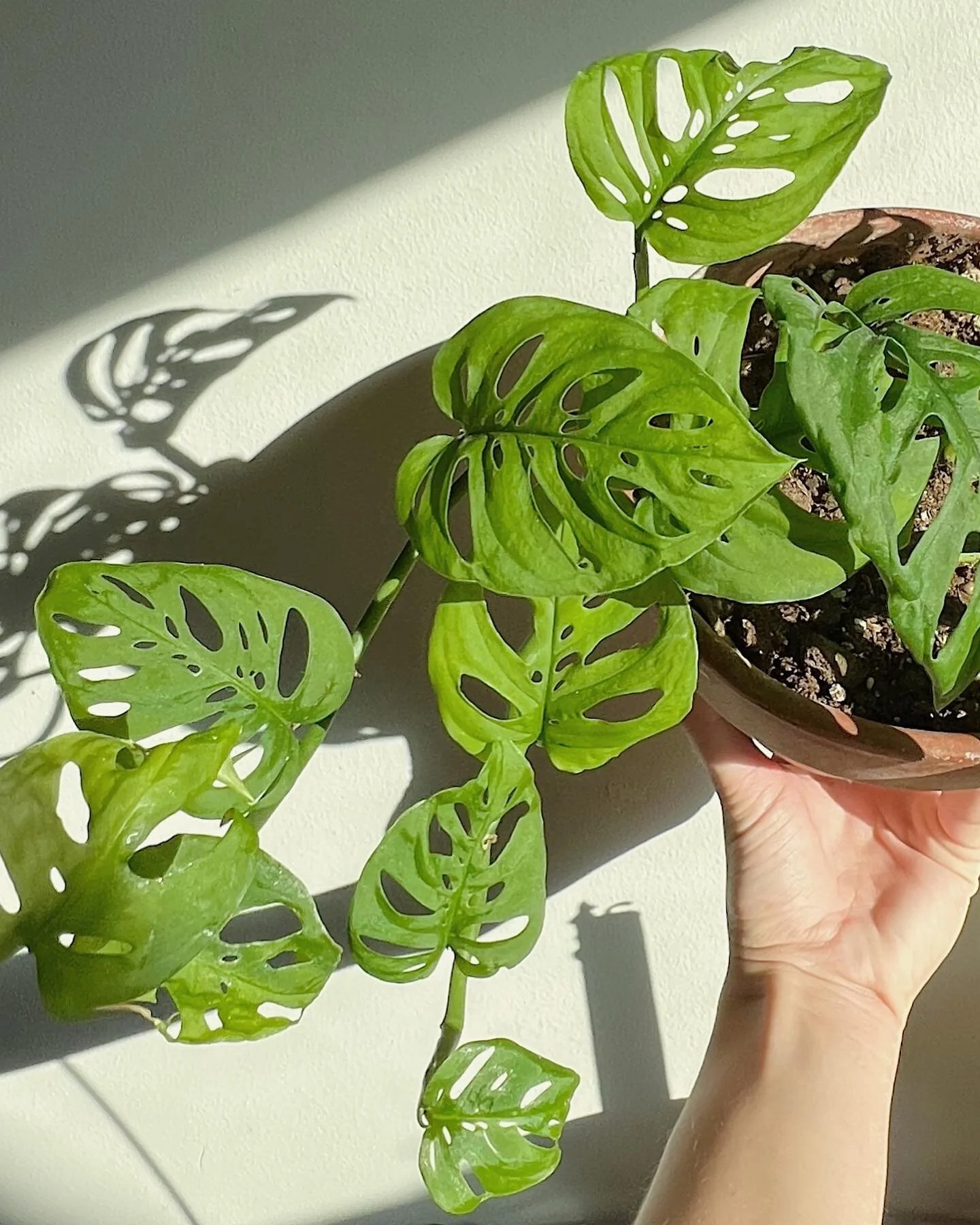 Swiss cheese plants have been a fav for awhile but we simply can&rsquo;t get over this oneeee 🥴🧀🧀