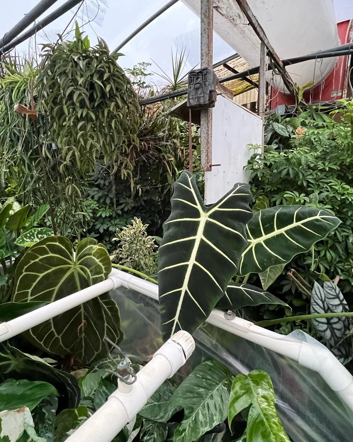 disney world but make it a plant store 🪴🐸