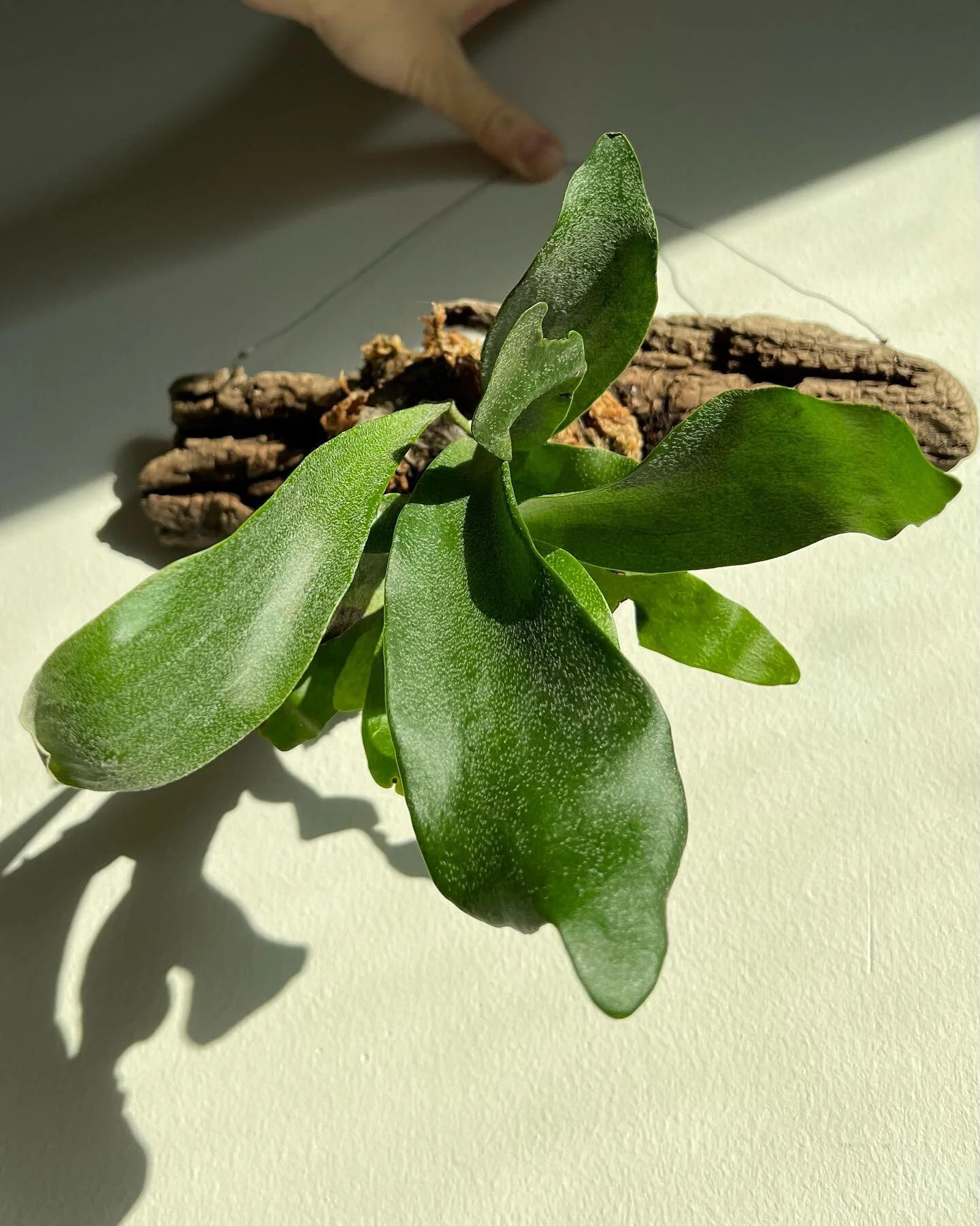 can&rsquo;t wait to share some new plant products with you all ::) 
growing this company has been such a learning experience &mdash; we&rsquo;re in a bit of a redefining phase but we have a lot of work that we are so excited to get out into the world
