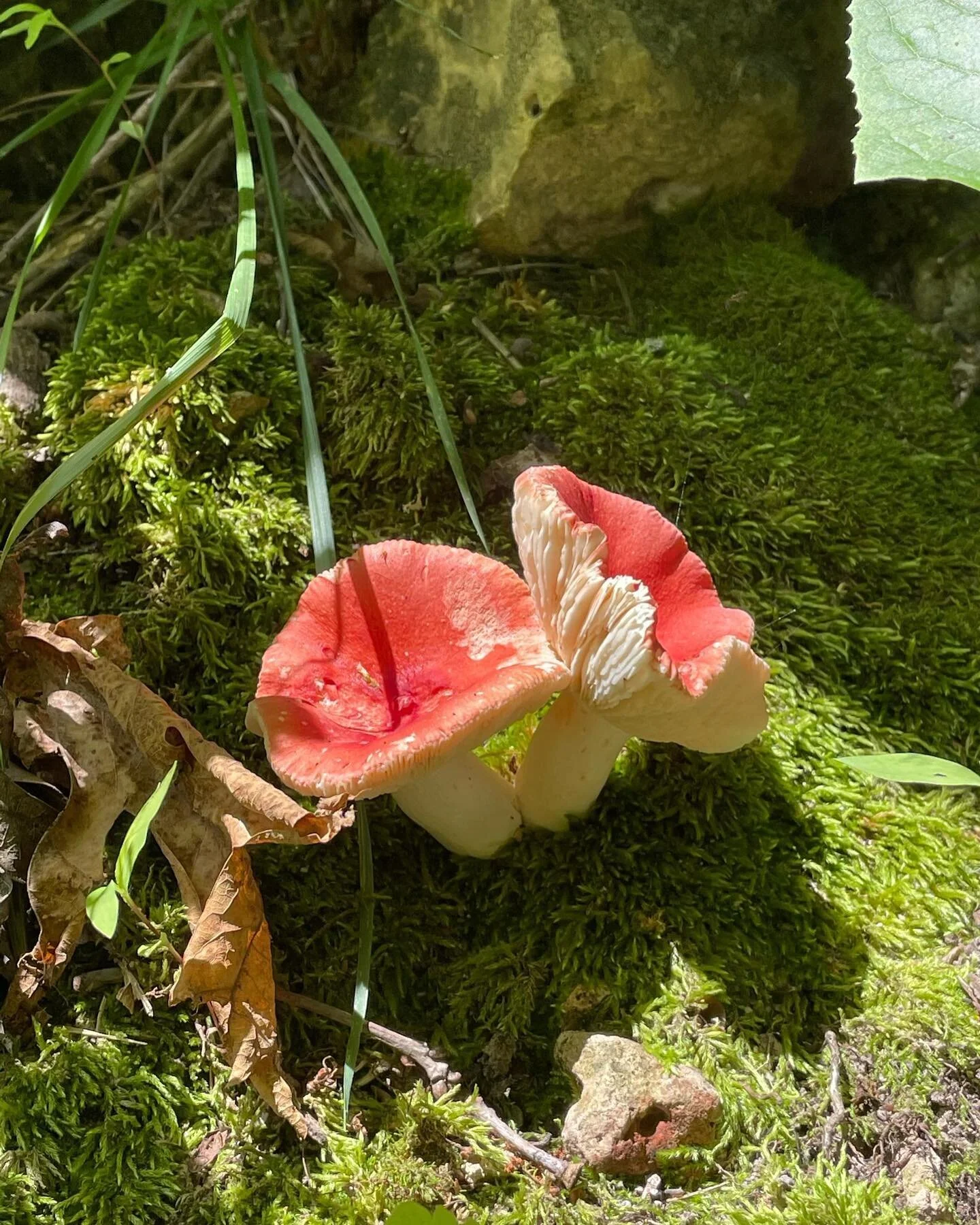 Plants aren&rsquo;t the only living things that we&rsquo;re passionate about here at tg, so enjoy some 🍄 inspiration today! &mdash; fun fact, genetic comparisons place fungi closer to man than to plants!