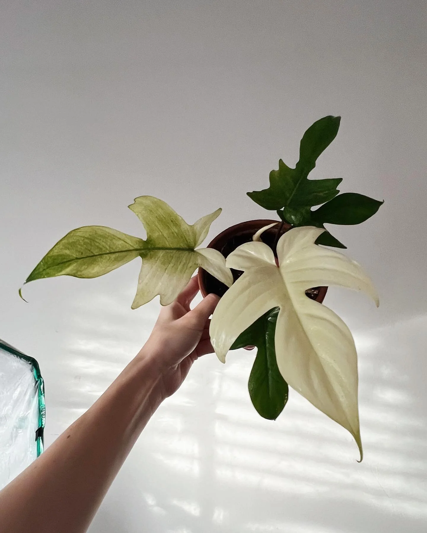 after solidly 5 months of watching this plant grow in our fav plant store, we finally did the dang thang and bought her! and now she&rsquo;s getting a new leaf!!! could not be more excited to see how it ~ literally~ unfolds. not sure what her variega
