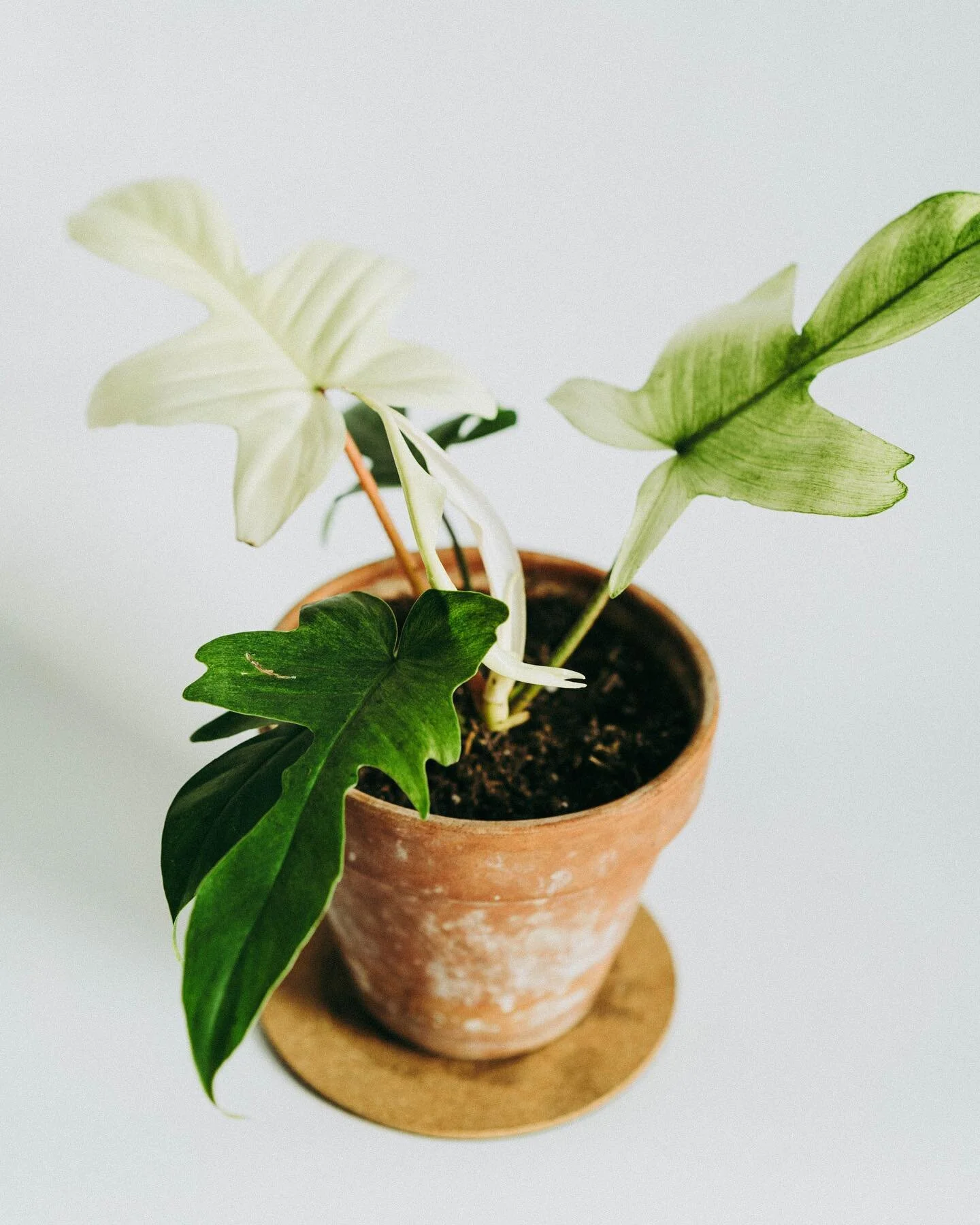 personal fav in the collection! can&rsquo;t wait to take cuttings of this beauty 🍃
#flordiaghost