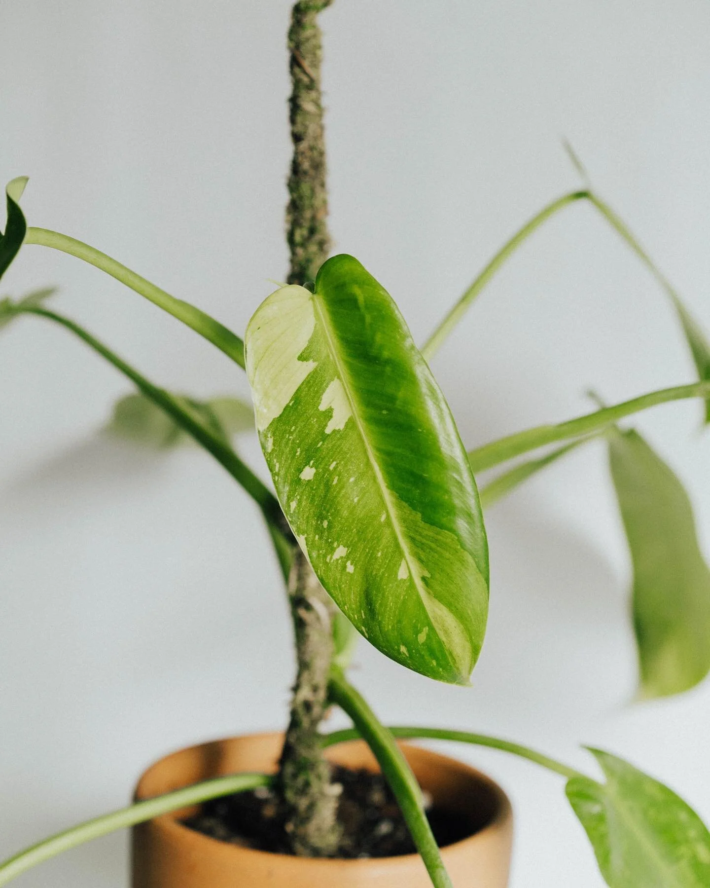 another wishlist plant finally added to the collection!!! so psyched! we did a stem graft of her and took our first cutting! 🤪 #josebueno