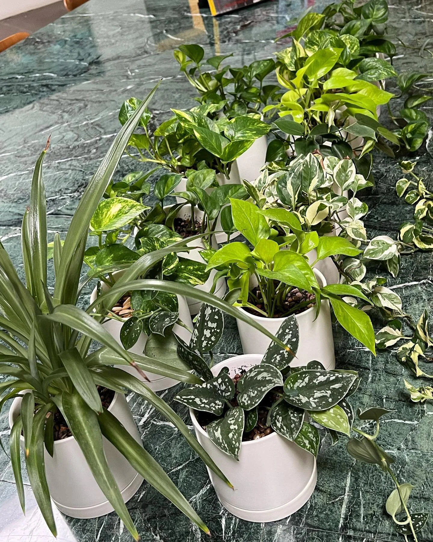 Hufft install update!🪴
It&rsquo;s been so fun to watch these plants grow into their new space. 
I stop in once a week to water and I&rsquo;m always so pumped to see all the new growth &mdash; and it&rsquo;s even better when I run into someone workin