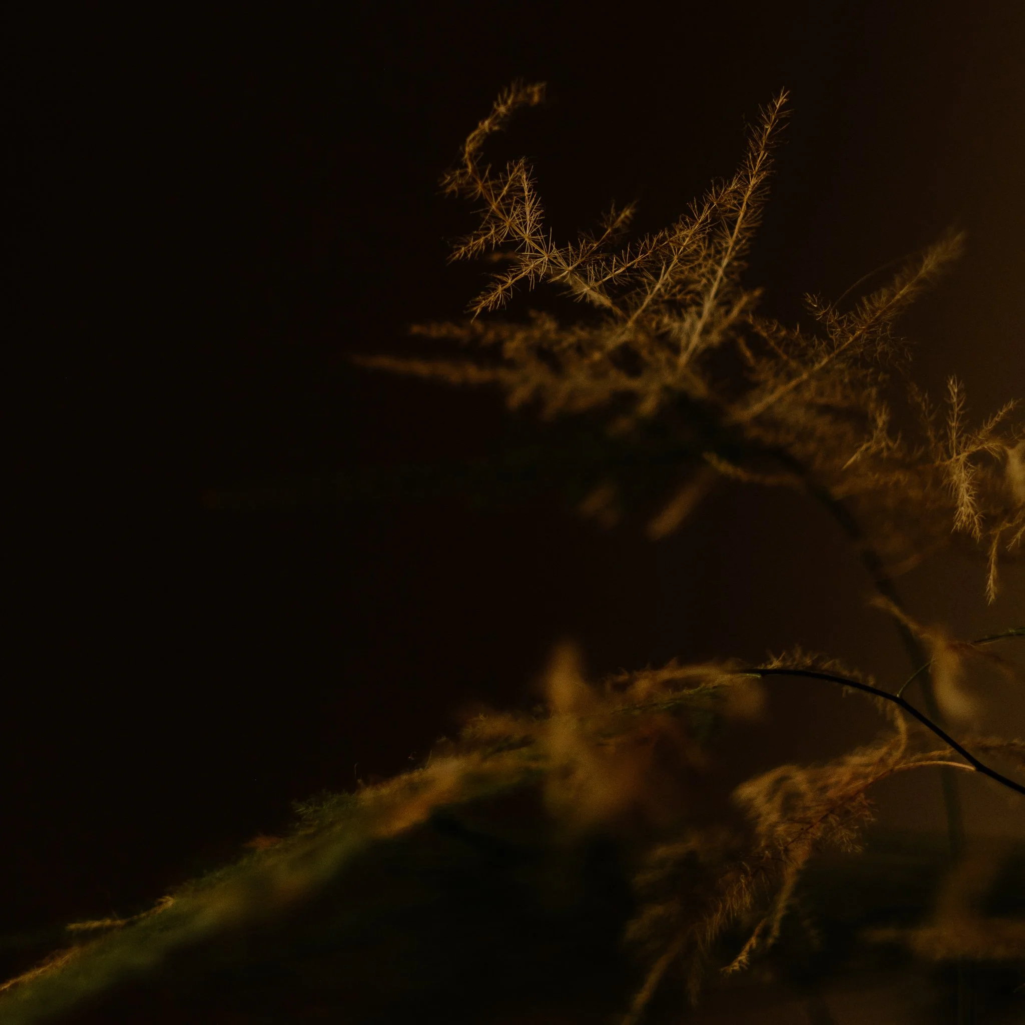 ferndark (1 of 1).jpg
