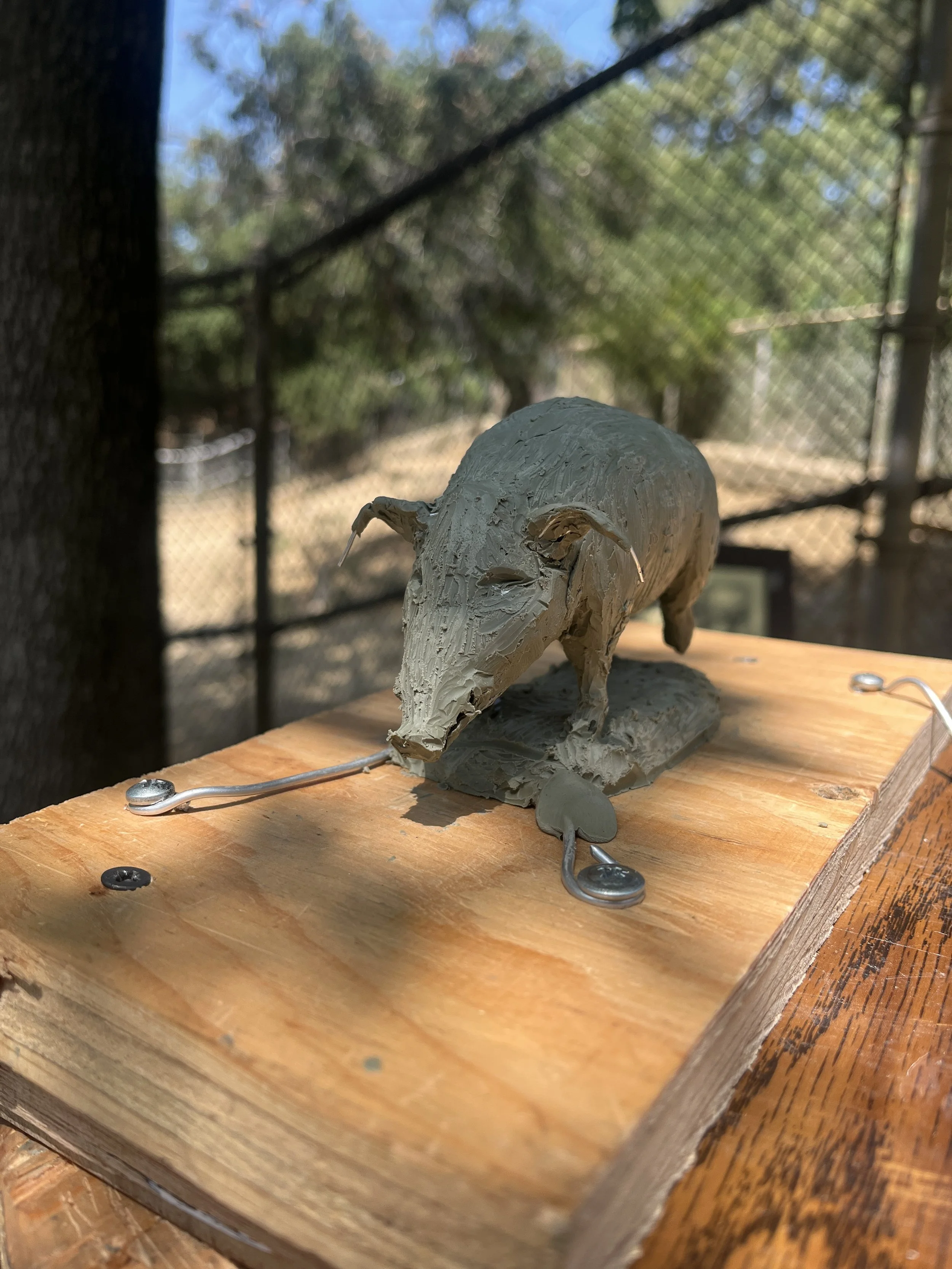 John Sumner sculpture of Red River Hog