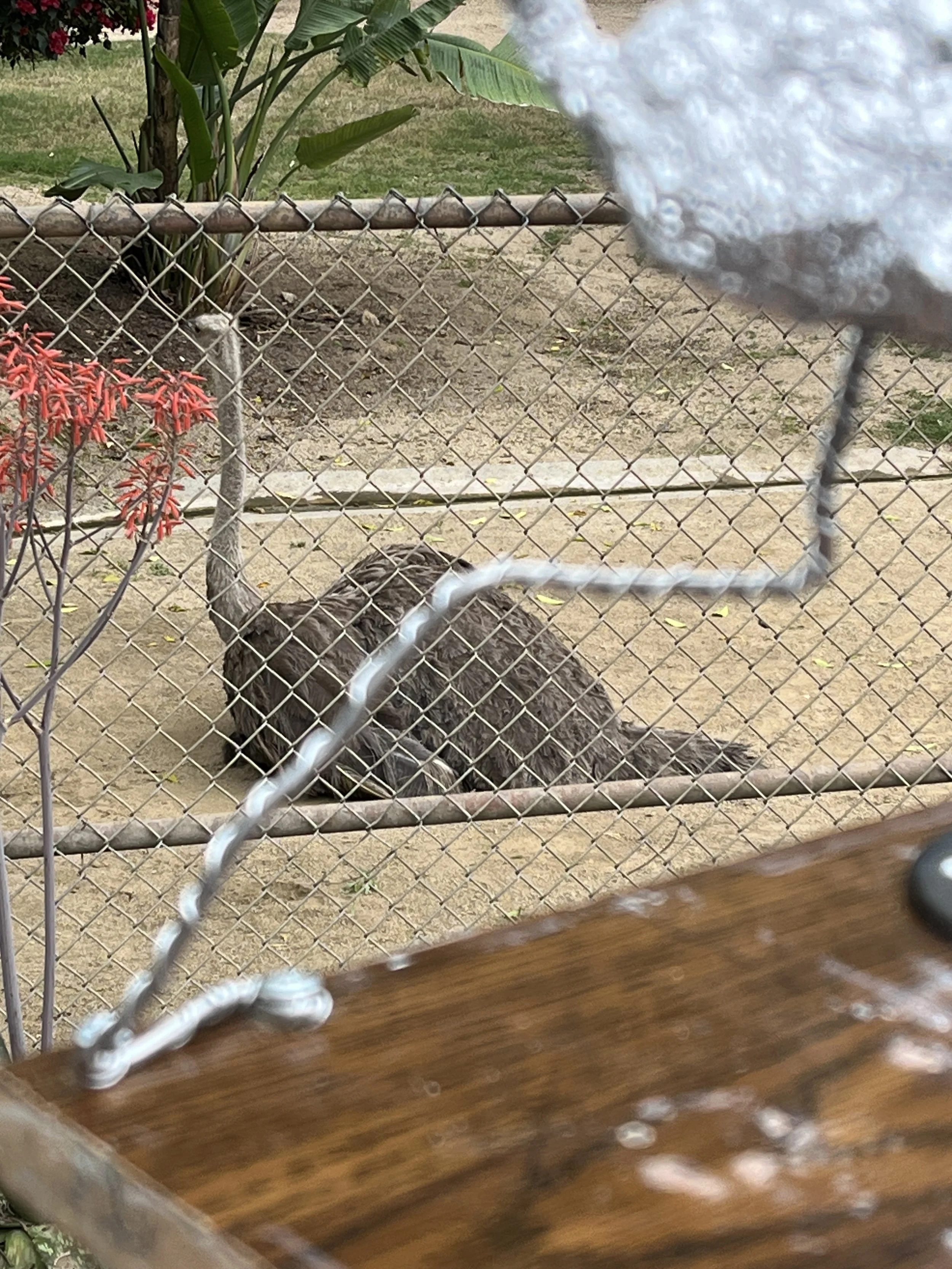 The ostrich as a model at the LA Zoo