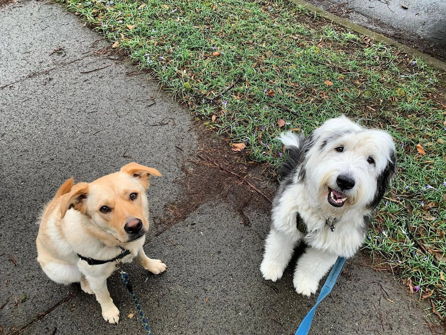Introduced Lilly and Aspen today! These little ladies only live a few blocks away so it will be so nice for them to have each other as walking buddies
.
.
.
#walkingdoggos #shepsky #shepherdmix #husky #huskymix #sheepdog #oldenglishsheepdog #sheepdog