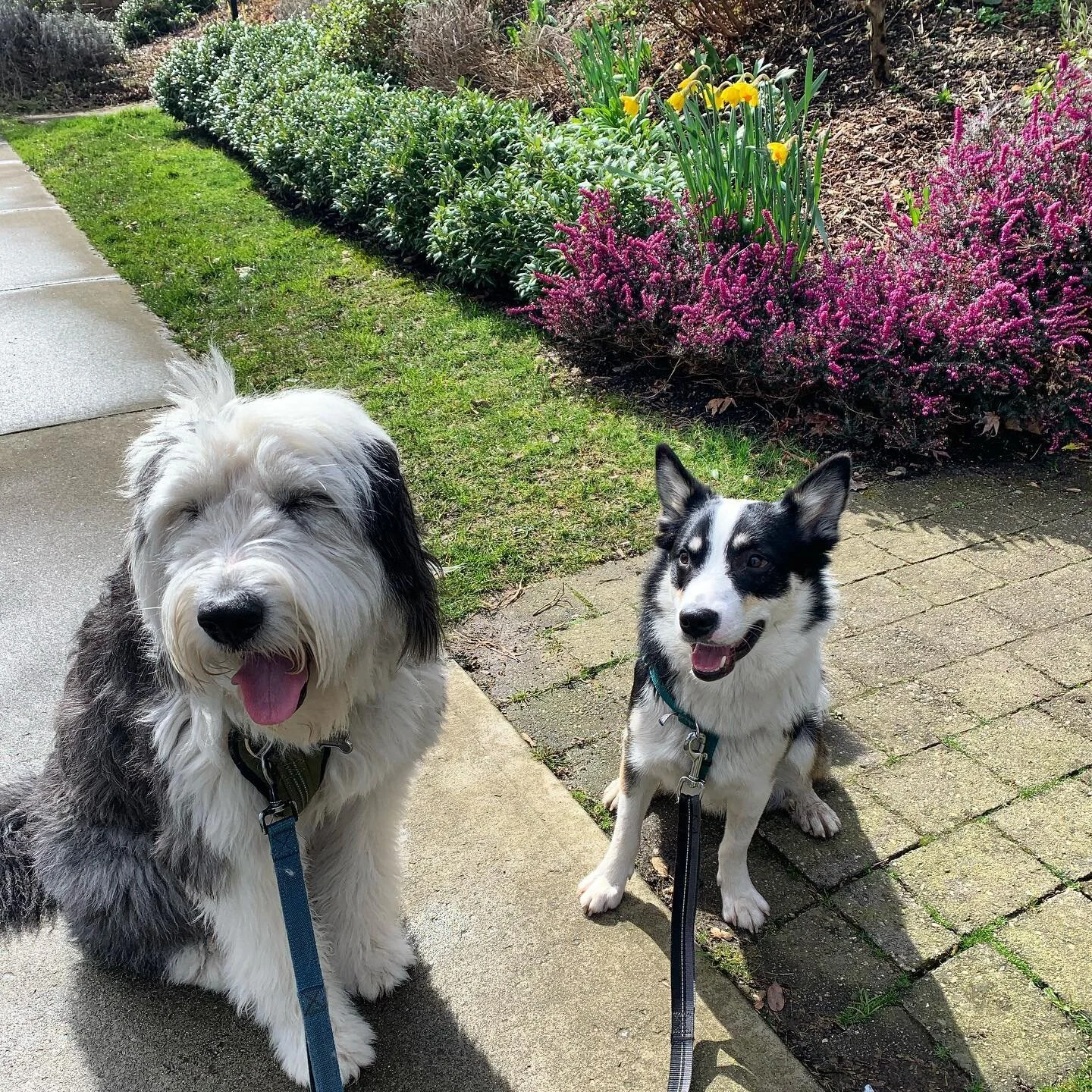 Couple of pups and pretty spring flowers 💐🐶💐🐶💐🐶💐🐶💐🐶💐🐶💐
.
.
.
#walkingdoggos #icelandicsheepdog #oldenglishsheepdog #sheepdogsofinstagram #sheepdog