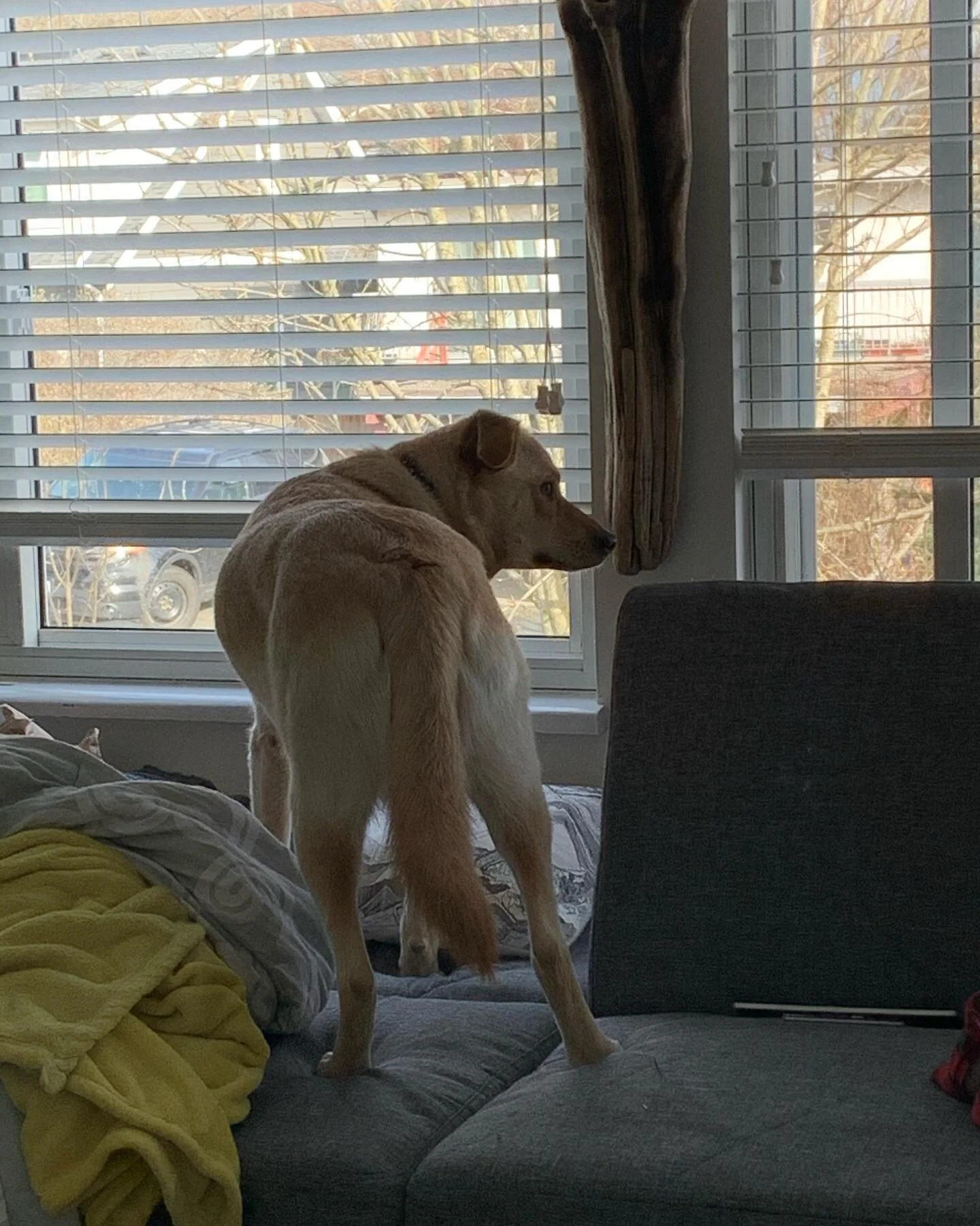 Neighbourhood Watch is at it again, no squirrel will go unnoticed 🐿 🐶 
.
.
.
#walkingdoggos #dogs #dogsofinstagram #dogsdoingthings #gooddogs #neighbourhoodwatch