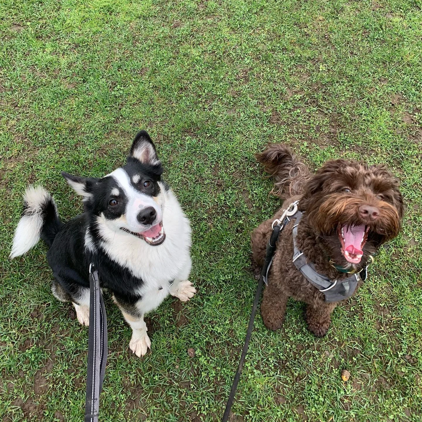 Two Nutty Peanuts 🥜
.
These two can go from zero to 100 in seconds flat. When they get too crazy we always go back to basic training to get focused again. This can be as simple as having them sit periodically as the walk continues.
.
What do you do 