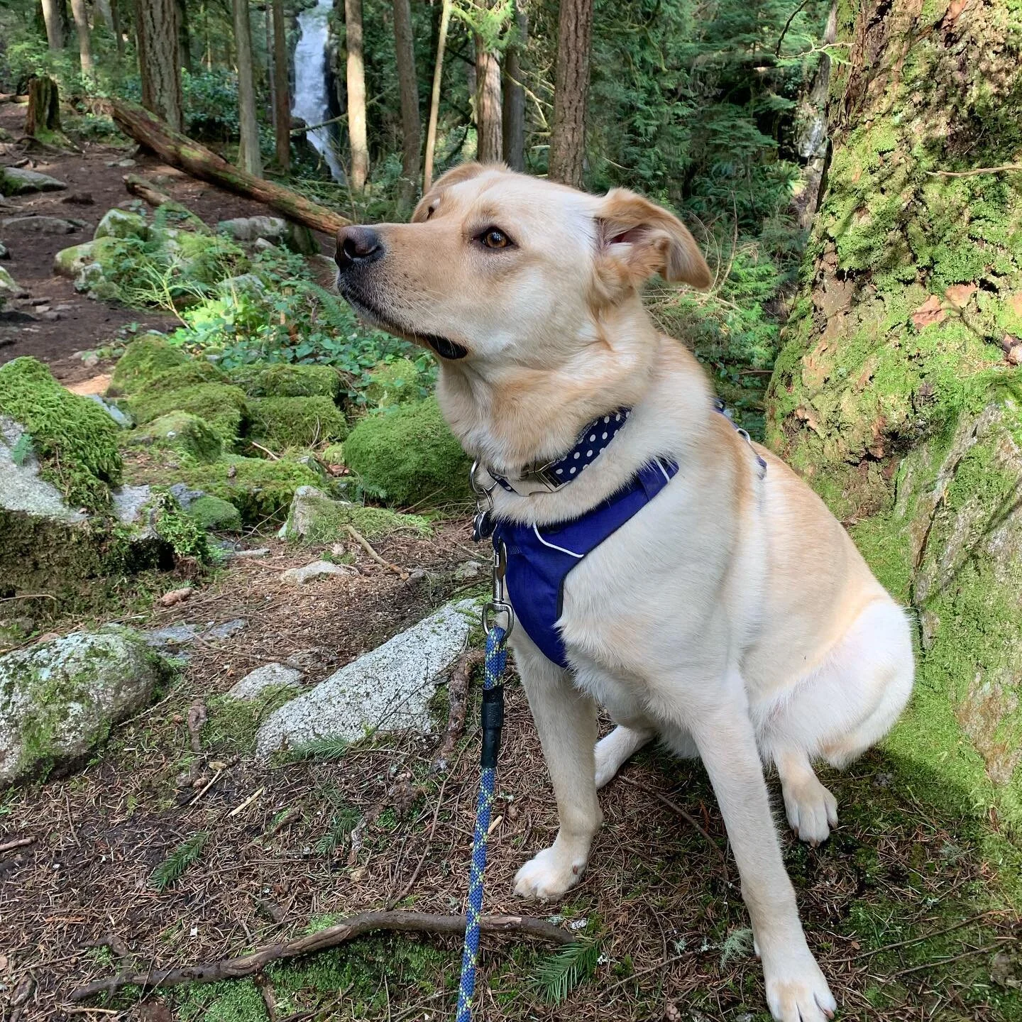 Took this lady on a hike today to build some confidence for her and because I was so overdue for some forest bathing. 
As you can see from the variety of facial expressions there was lots of new sounds, smells, and stimulants. When working with your 