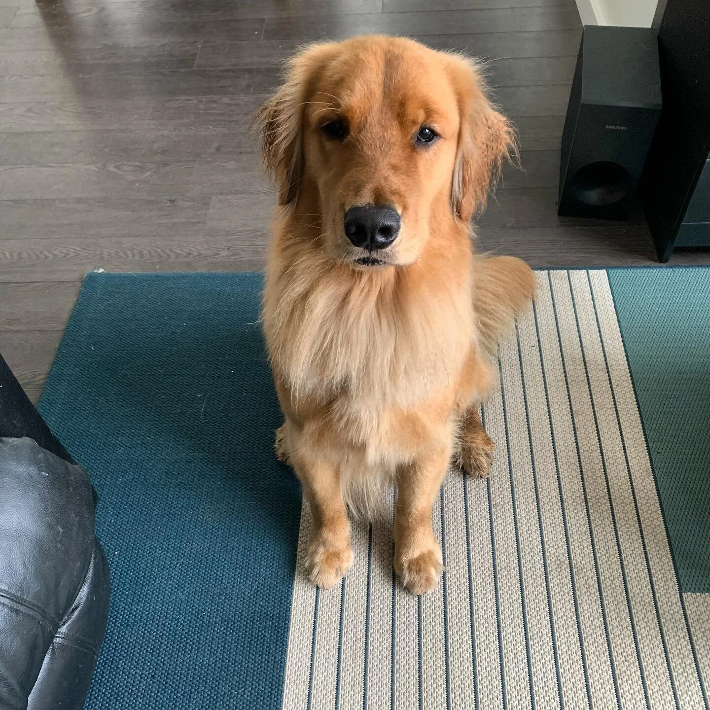 Golden Floofer
.
Avon apr&eacute;s rainy walk towel dry. Sitting pretty to collect his reward 🤩
.
.
@avonmrb 
.
#walkingdoggos #goldenretriever #goldenretrieversofinstagram #golden #goodboy #sittingpretty #dogsarethebest #girlsbestfriend #gooddog #h