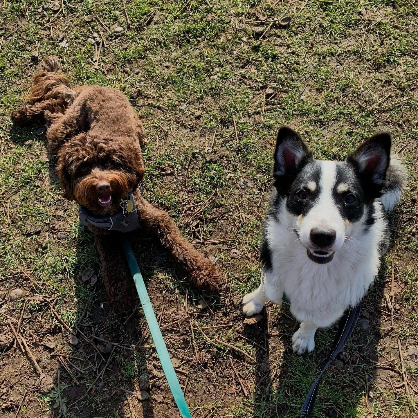 Post wrestling match smiles with this morning&rsquo;s walking buddy :)
.
.
.
#walkingdoggos #puppylove #puppypals #parkhangs #dogpile #labradoodle #doodlesofinstagram #doodles #icelandicsheepdog #allofthefun #dogsarethebest #dogsarelife