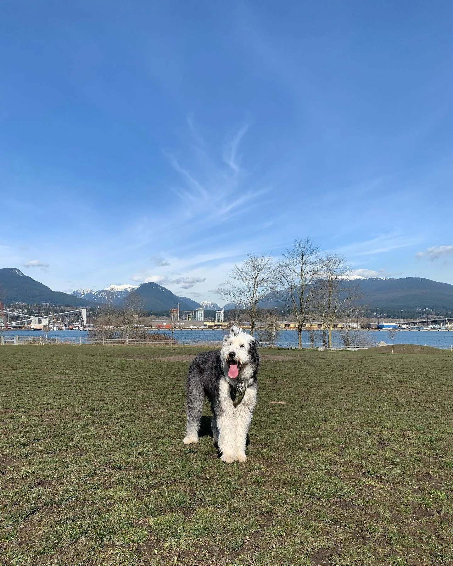 Sheepdog park pawty! We&rsquo;re all sooo happy that spring has arrived 🐶😀
.
.
.
#walkingdoggos #pawty #pawtytime #icelandicsheepdog #oldenglishsheepdog #sheepdog #sheepdogsofinstagram #dogsarebest #bffs #puppylove #puppypals