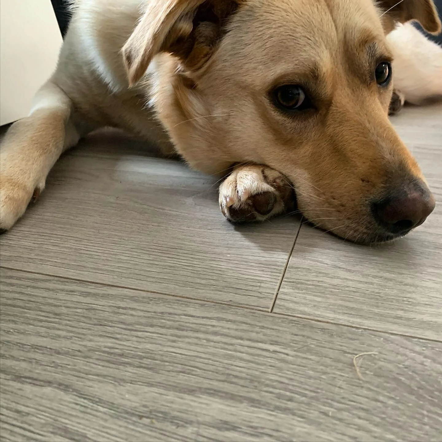 Sweet Aspen has been having some separation anxiety so she came here to chill for the afternoon. She was adopted just before the pandemic started and so has spent most of the time with her dad at home. Separation anxiety can be tricky to deal with bu