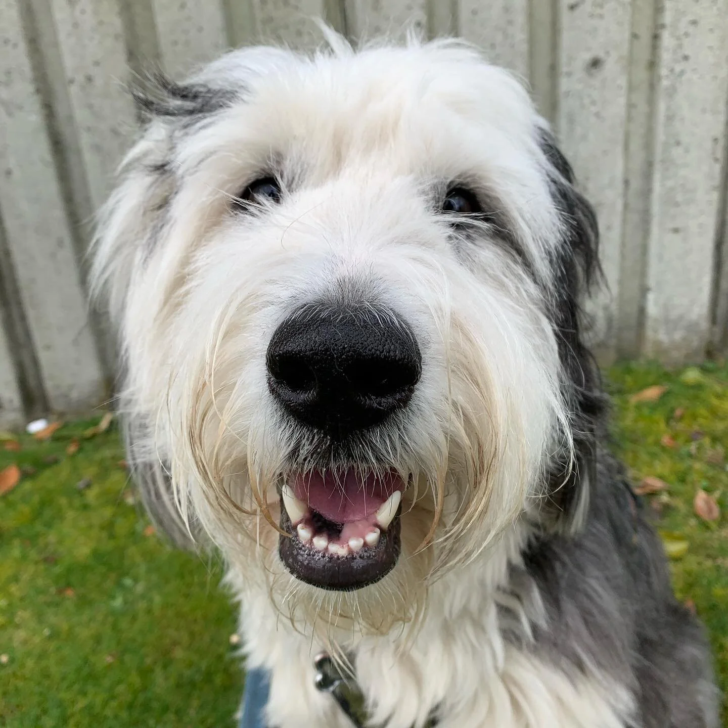 The most boop-able nose and skis for days from miss Lilly Bear 🐶🐻
.
.
.
#walkingdoggos #sheepdog #dogsmile #happydog #dogsarebest #boopmynose #boopthesnoot