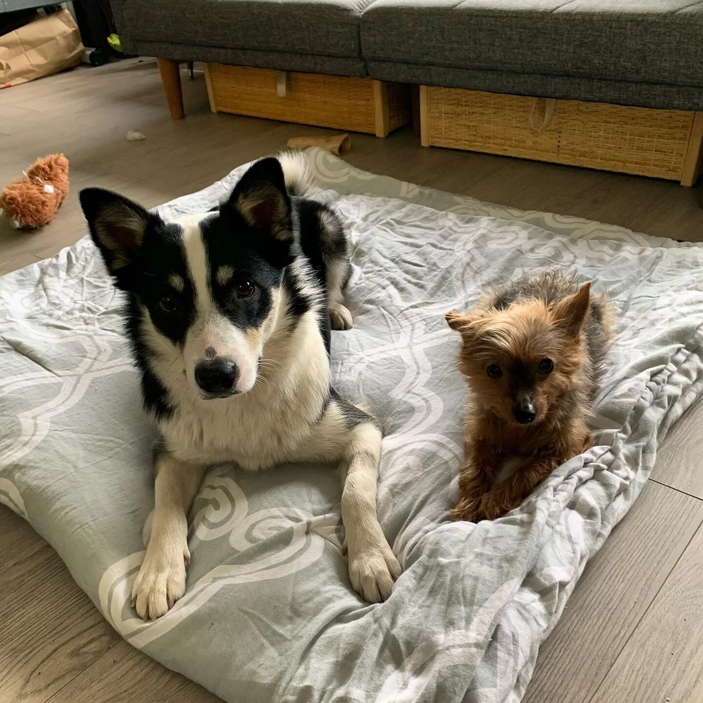 Practice makes perfect! Today we worked on &ldquo;settle&rdquo; and &ldquo;stay&rdquo; @gustheicie did great and Audrey surprised us by joining in!
.
.
.
#walkingdoggos #icelandicsheepdog #yorkiesofinstagram #practicemakesperfect #practicemakesprogre