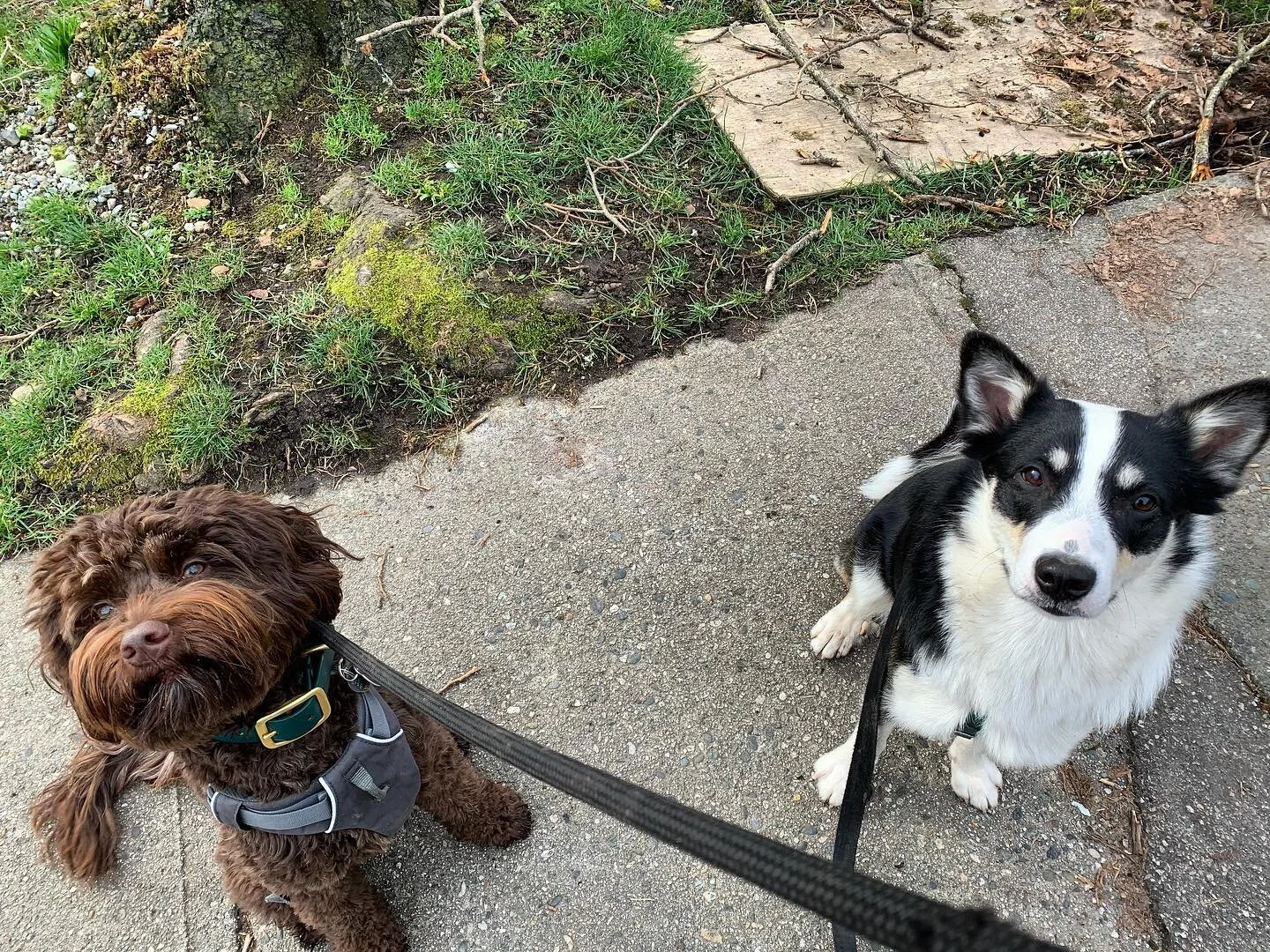 &ldquo;What&rsquo;s the hold up? We stopped wrestling and sat down. Now, where are the treats?!&rdquo;
.
.
.
#walkingdoggos #icelandicsheepdog #labradoodle #cutiepies #puppersofinstagram #pupperoni #dogsarebest #doglife #puppiesofinstagram #puppylove