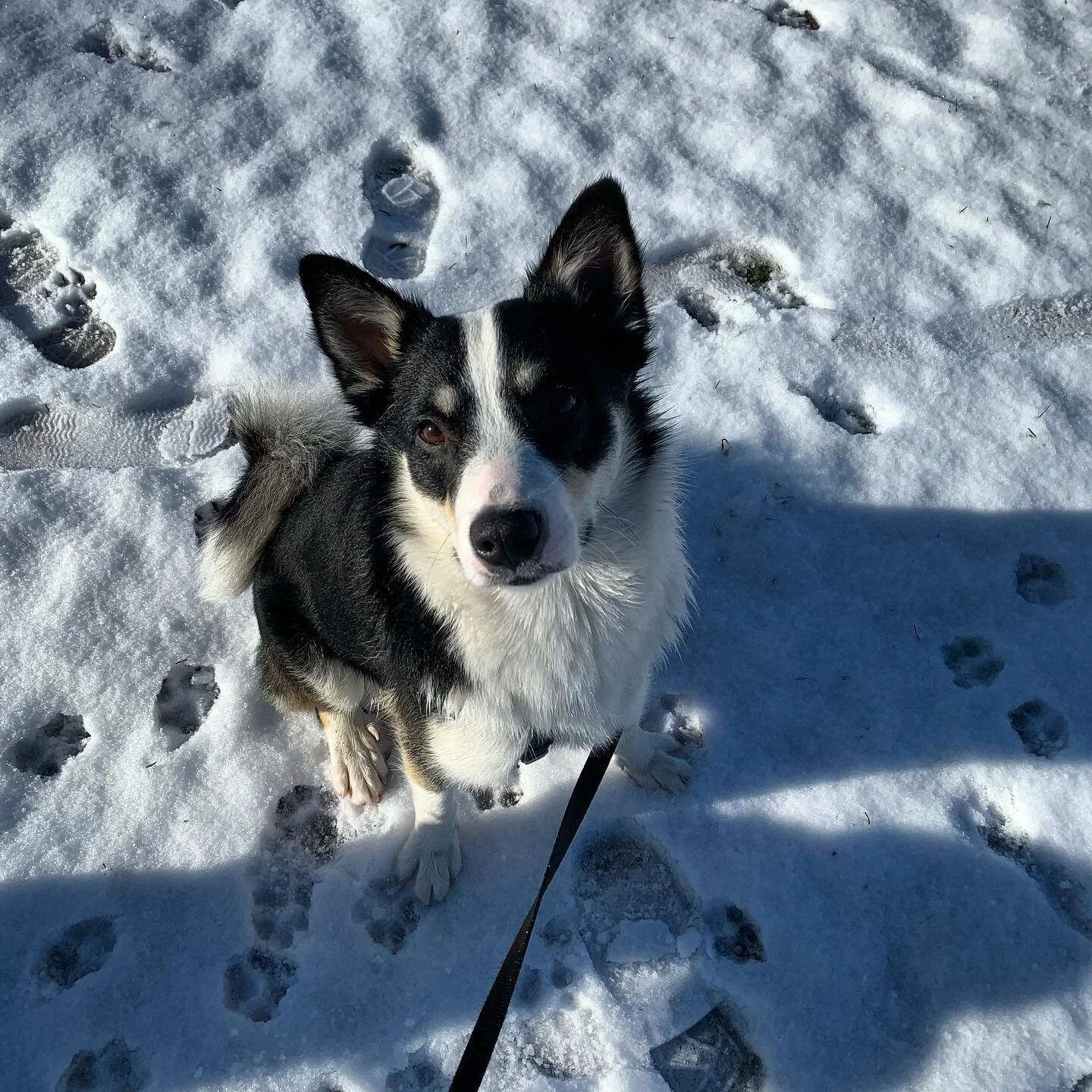 Is there snow in Iceland?? Serious questions about his heritage with @gustheicie