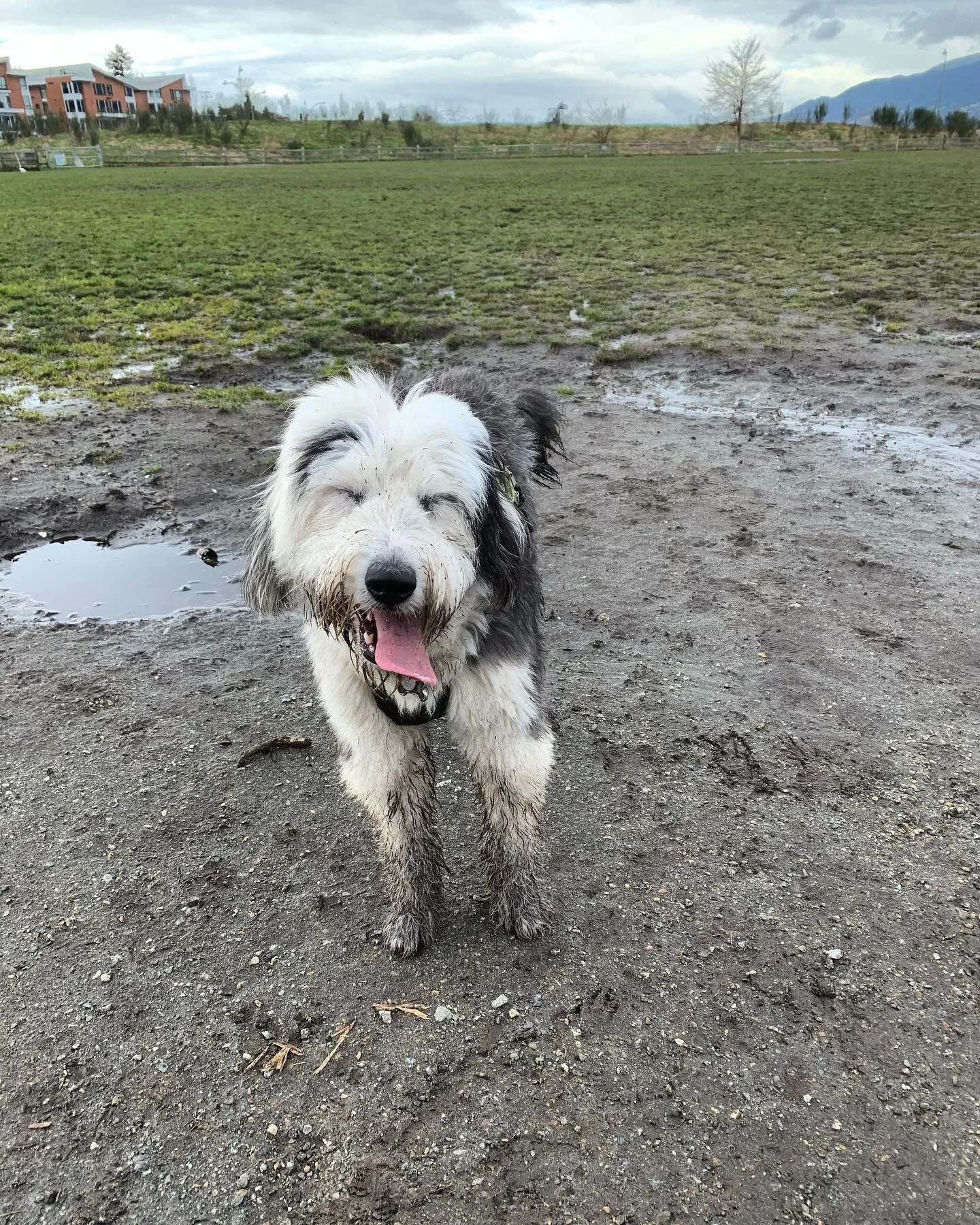 It&rsquo;s a good day for having a ball, 
Yes, it&rsquo;s a good day with the mud and all, Yes, it's a good day, how could anything go wrong,
A good day from mornin' till night! 

Lilly bear looking goofy as ever, do you think she had fun?