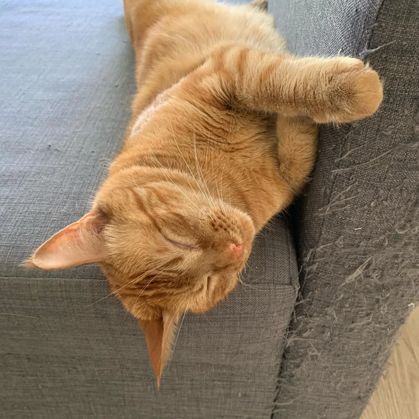 Happy Mother&rsquo;s Day to all the paw-mums out there from my fur babies and I 💞
.
.
#gingercat #blackcat #halloweencats #cats #catsofinstagram #catstagram