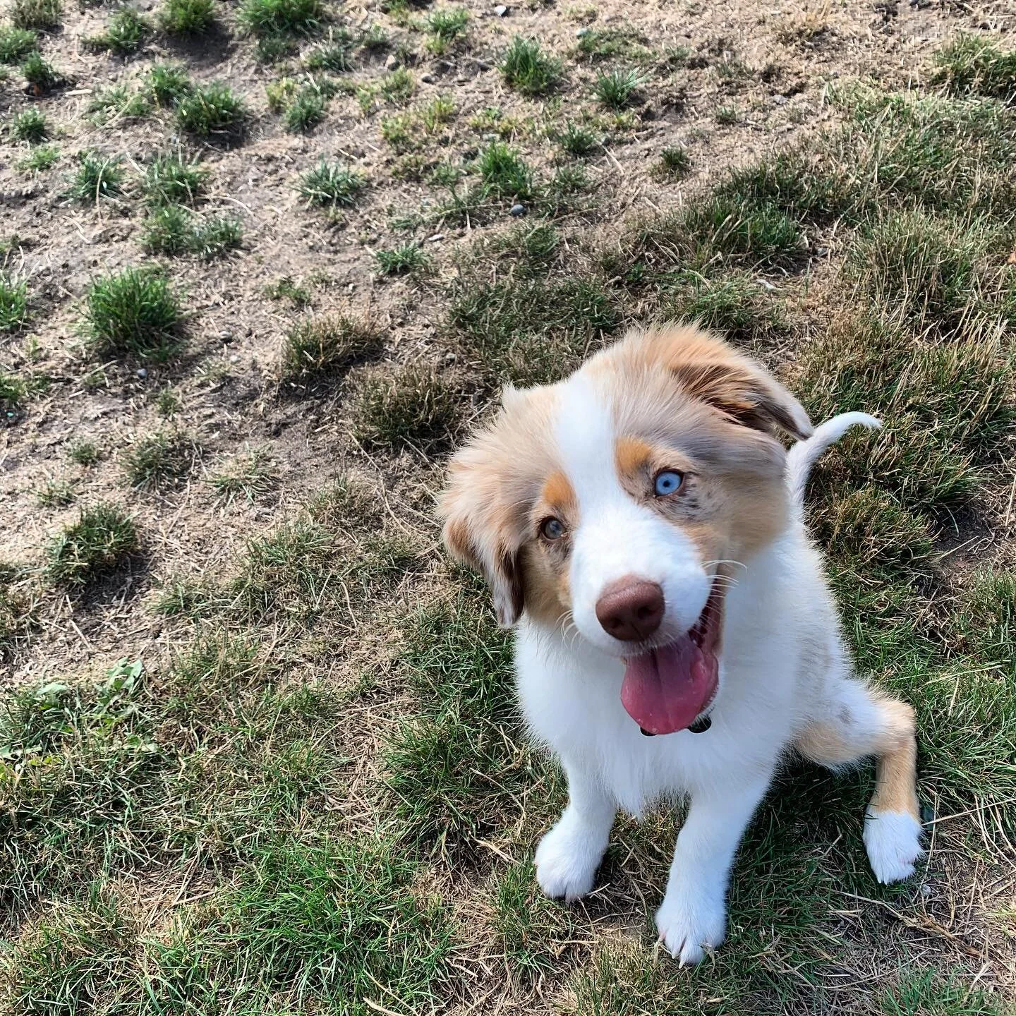 From the archives! Because everyone can always benefit from seeing baby Nelly!
.
@walkingdoggosvancouver for more doggos!
.
.
#walkingdoggos #doggos #aussiesofinstagram #miniaussie #sweetgirl #sillypup #puppylove #puppiesofinstagram #puppylife #dogli