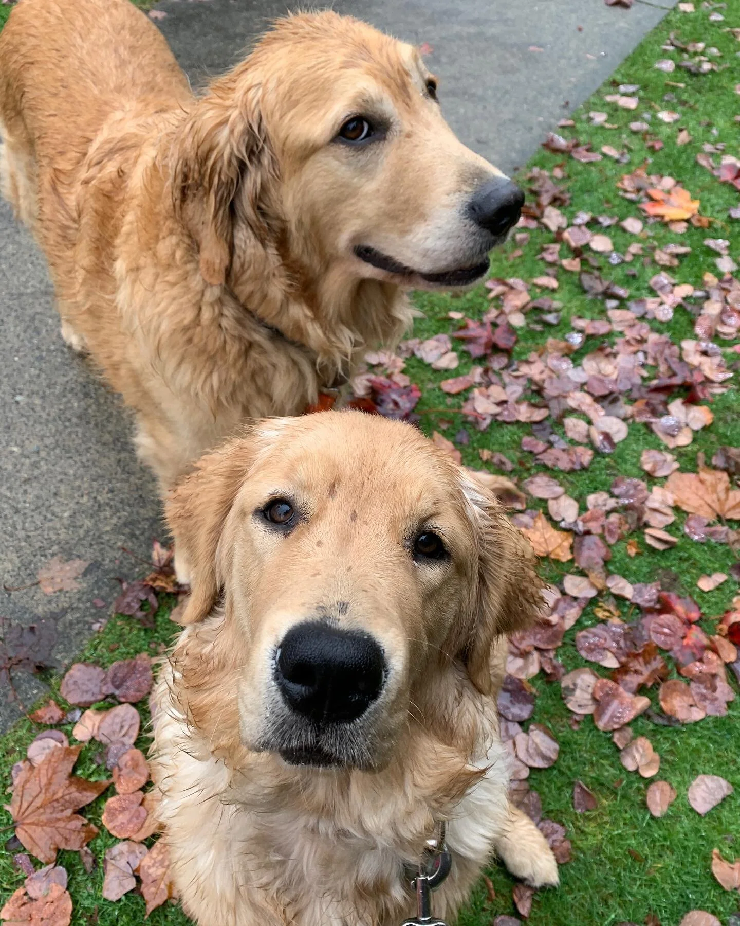 So&hellip; did anyone fancy a walk in the rain?
.
.
.
#tbt #raincouver #wetdogs #wetdog #thursday #thursdaymotivation #thursdayvibes #rainyday #rainy #love #gooutside #westcoast #beautiful #beautifulbc #beautifulbritishcolumbia #bc #canada #dogsofins