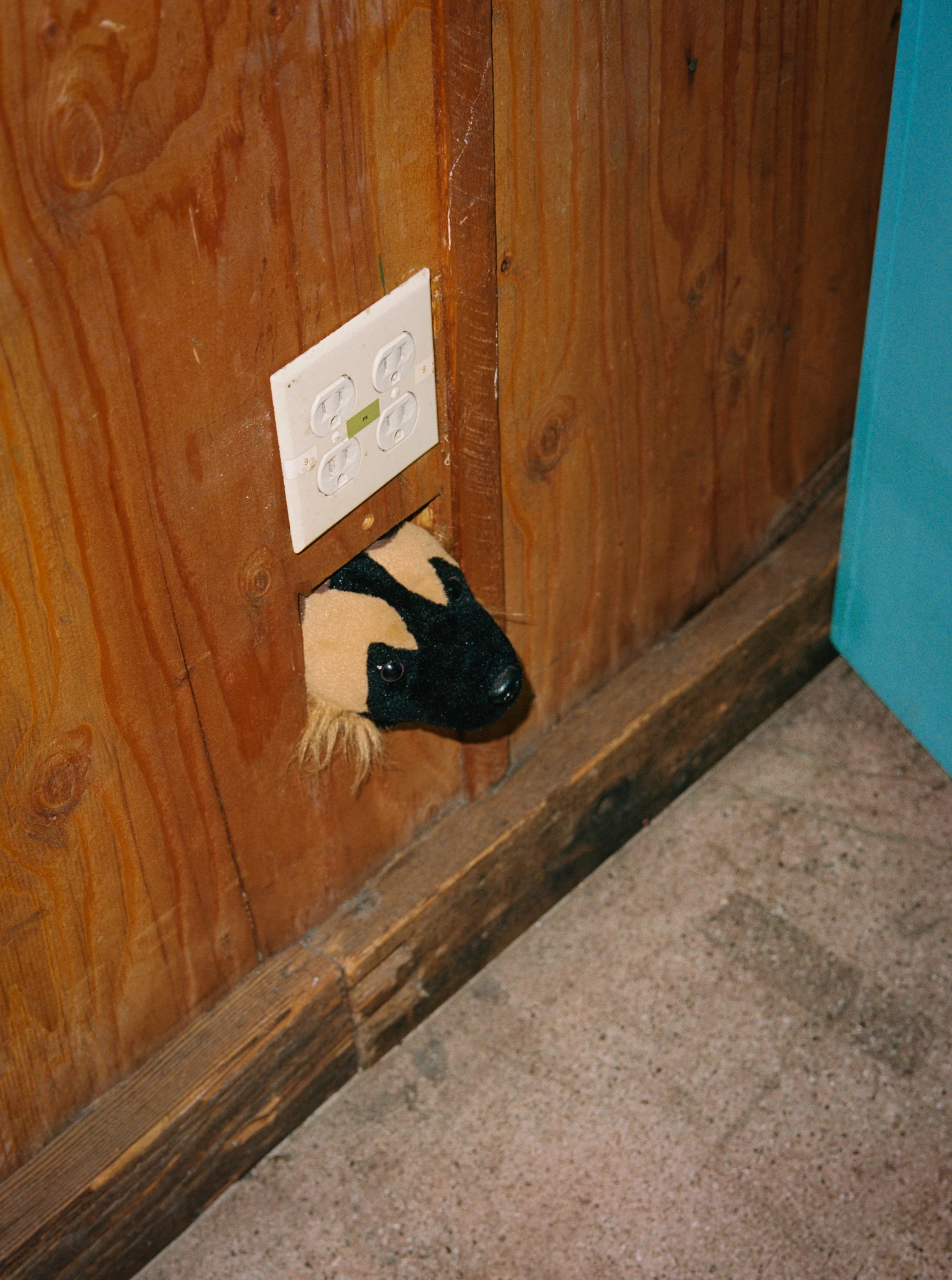 A stuffed animal peeking out from behind an electrical outlet on a wooden wall.