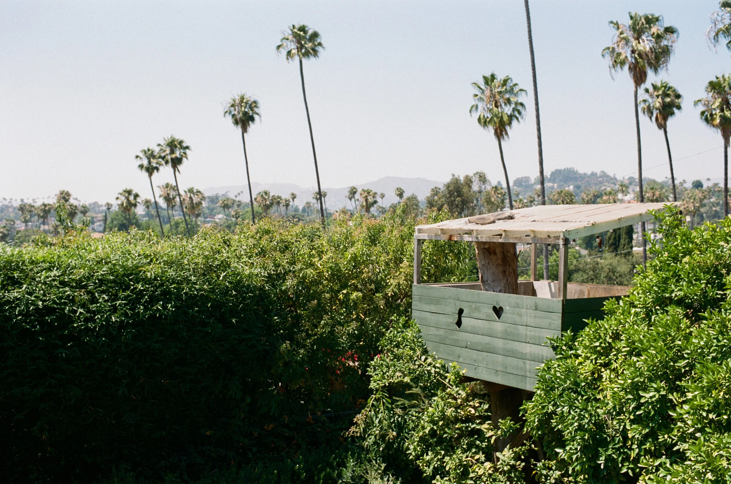 A small wooden treehouse with cutout shapes on the side, built around a tree trunk, surrounded by lush bushes and tall palm trees in the background under a clear sky.