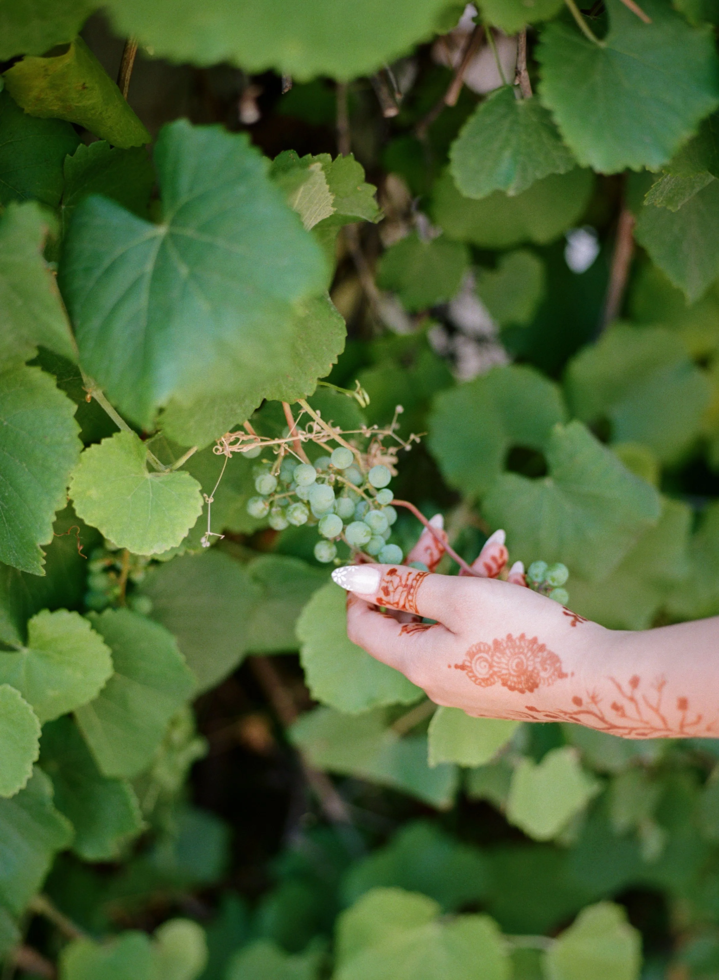 A person's hand with henna art on fingers and wrist picking a cluster of green grapes from a vine surrounded by green leaves.