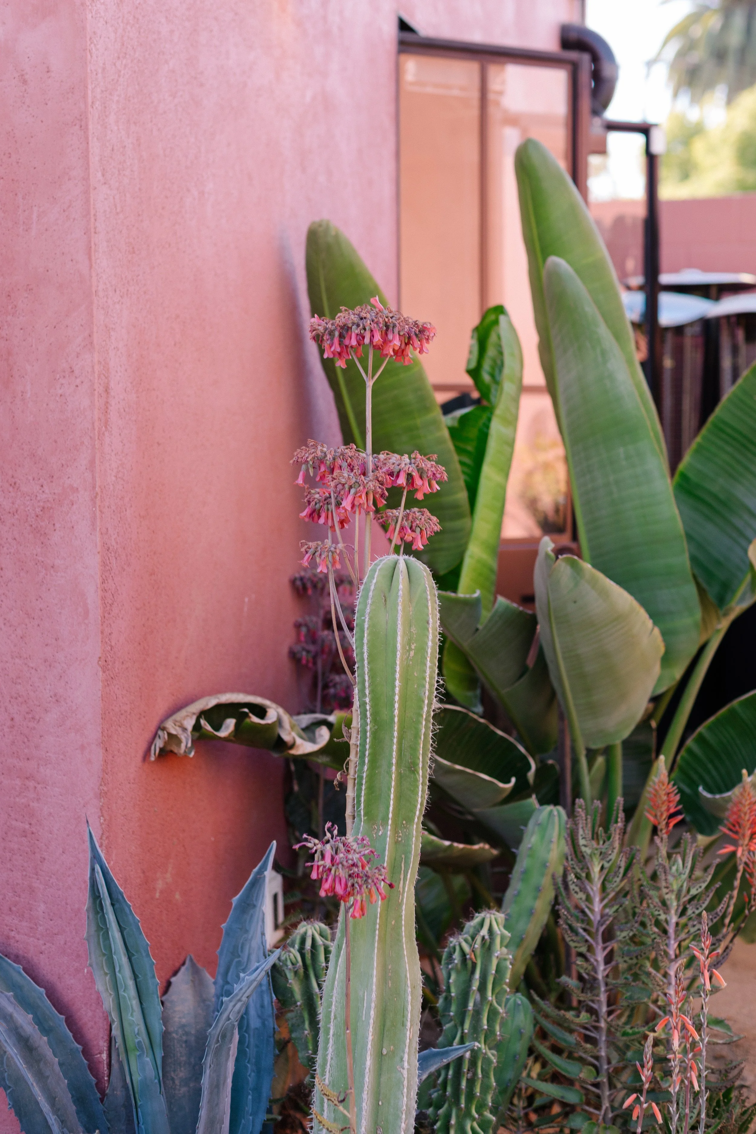 A tall cactus with pink flowers growing on it, surrounded by large green leafy plants against a pink stucco wall.