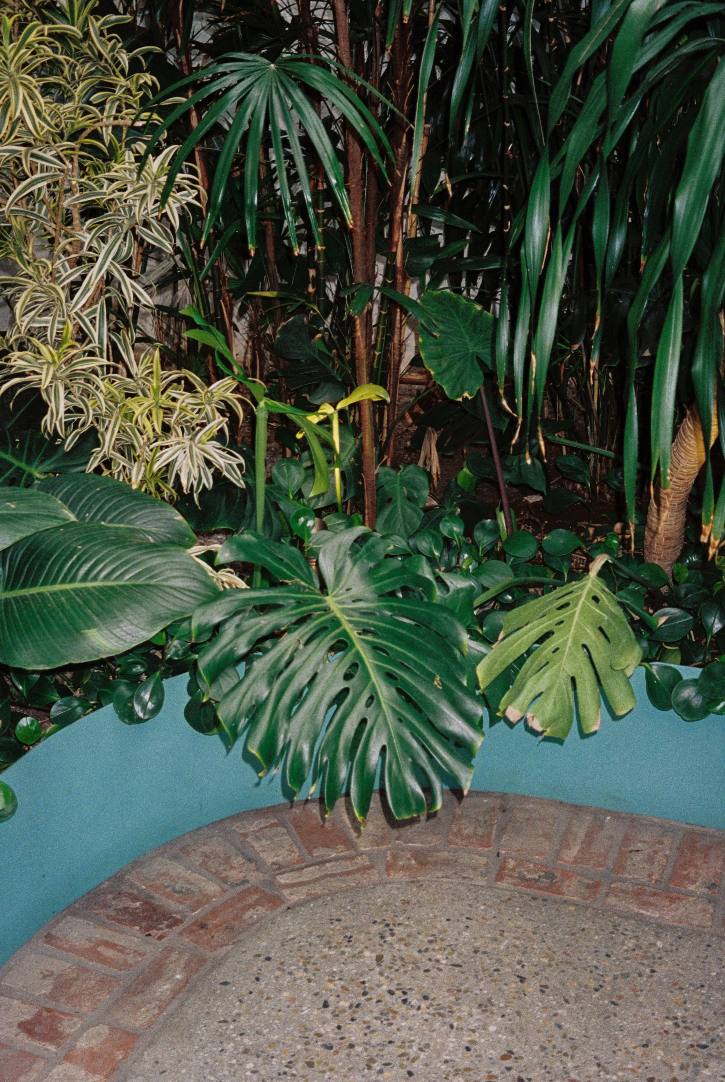 Indoor garden with large green monstera and other tropical plants near a curved brick and concrete patio.