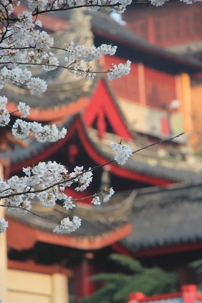 Cherry-Blossoms-at-the-Jiming-Temple.jpg